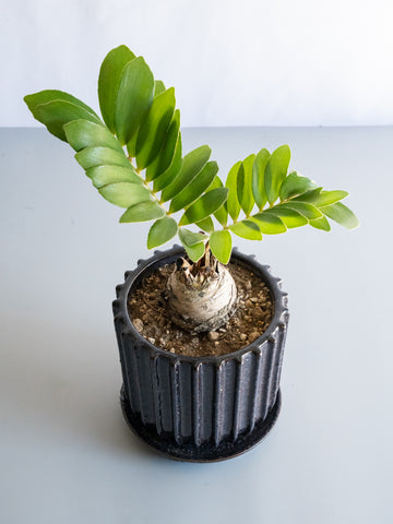 【一点もの】ザミア Table-L #10