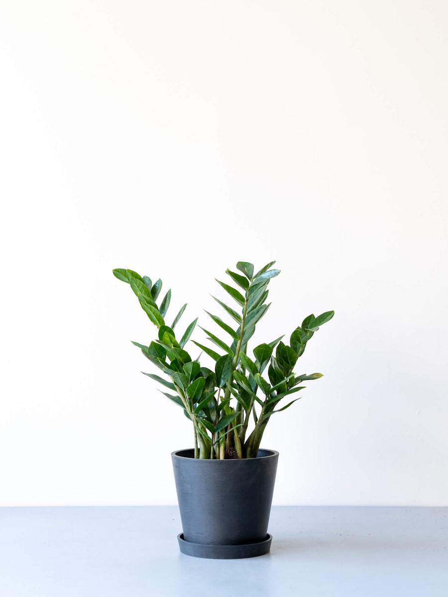 ザミオクルカス 6号 | 観葉植物の通販 AND PLANTS (アンドプランツ)
