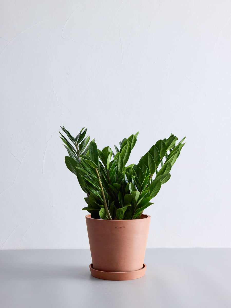 ザミオクルカス 6号 | 観葉植物の通販 AND PLANTS (アンドプランツ)