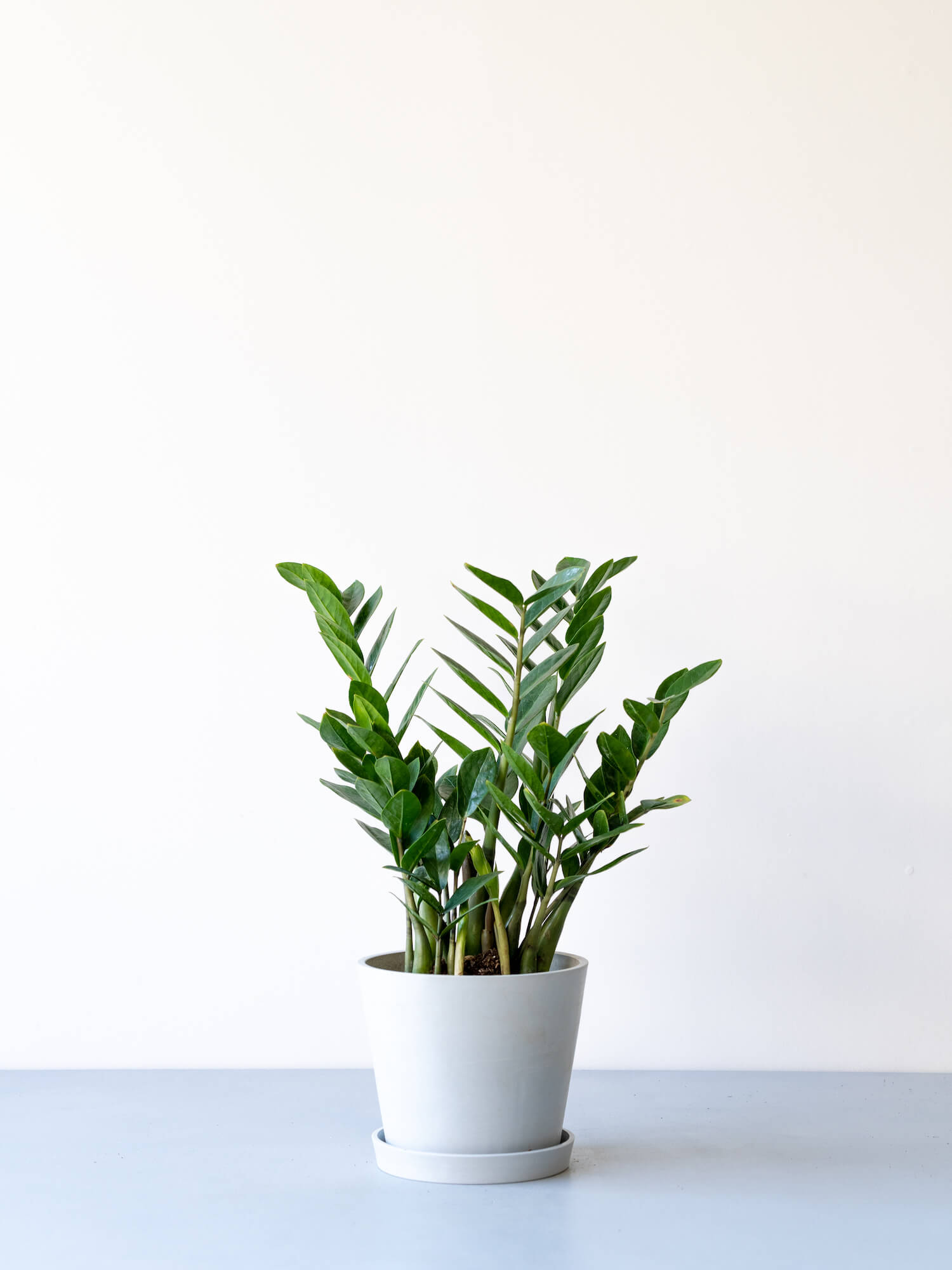 ザミオクルカス S | 観葉植物の通販 AND PLANTS (アンドプランツ)