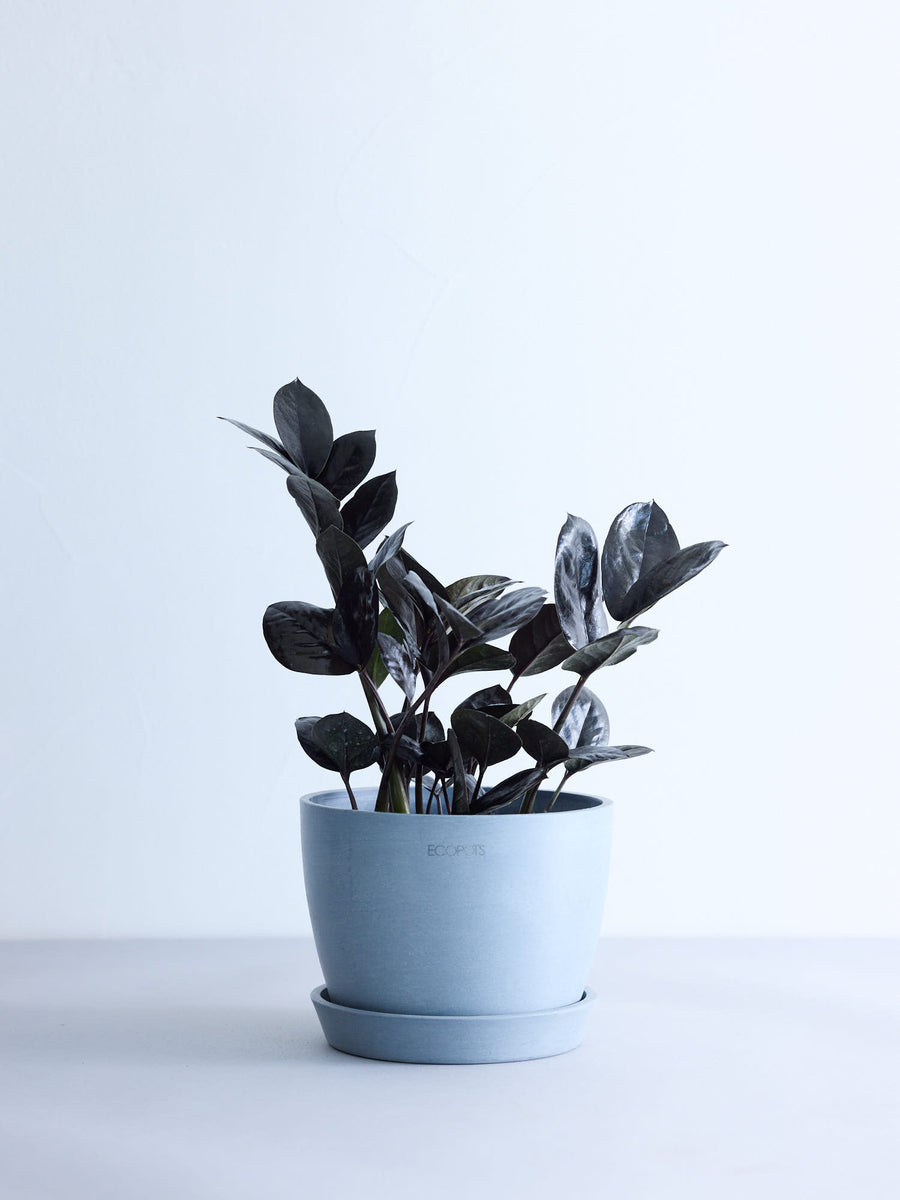 ザミオクルカス・レイヴン | 観葉植物の通販 AND PLANTS (アンドプランツ)