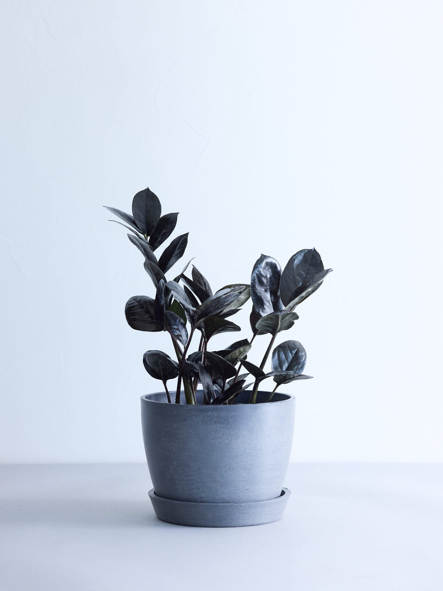 ザミオクルカス・レイヴン | 観葉植物の通販 AND PLANTS (アンドプランツ)