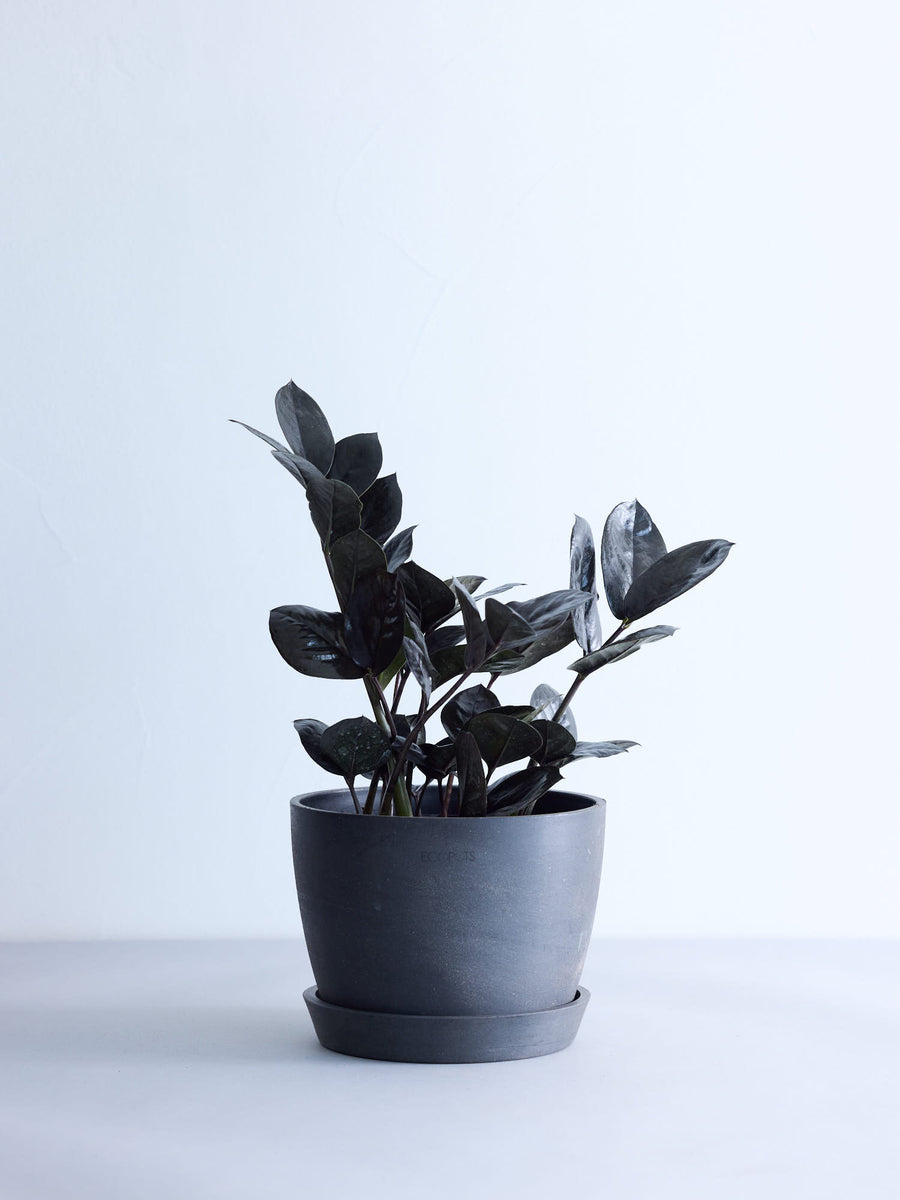 ザミオクルカス・レイヴン | 観葉植物の通販 AND PLANTS (アンドプランツ)