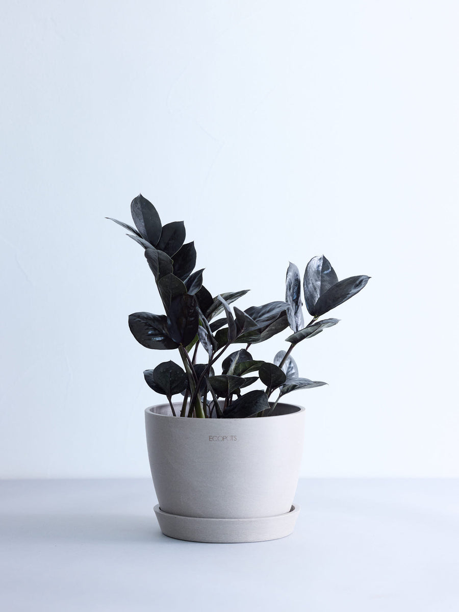 ザミオクルカス・レイヴン | 観葉植物の通販 AND PLANTS (アンドプランツ)