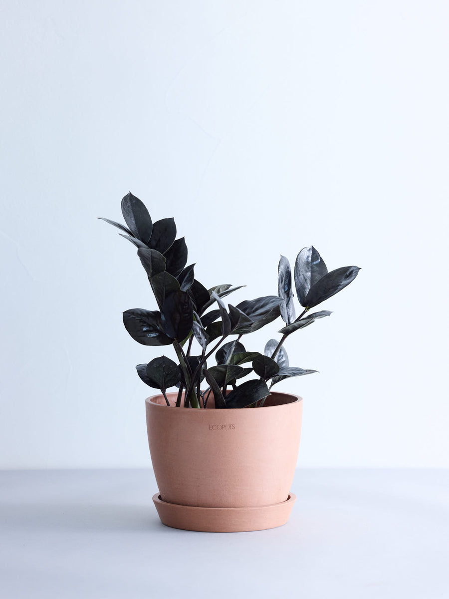 ザミオクルカス・レイヴン 5号 | 観葉植物の通販 AND PLANTS (アンド