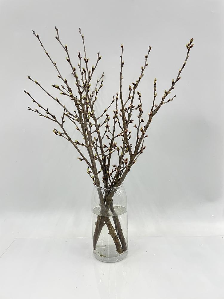 【スプリング】桜の枝の花束