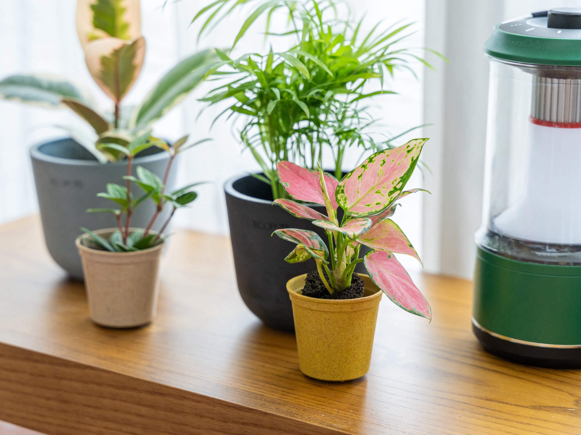 アグラオネマ | 観葉植物の通販 AND PLANTS (アンドプランツ)