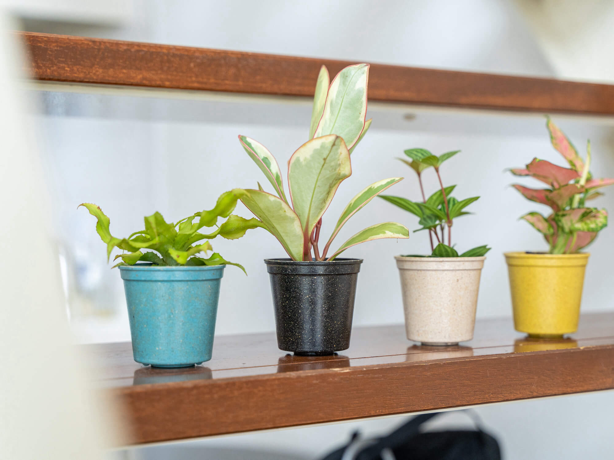 アグラオネマ | 観葉植物の通販 AND PLANTS (アンドプランツ)