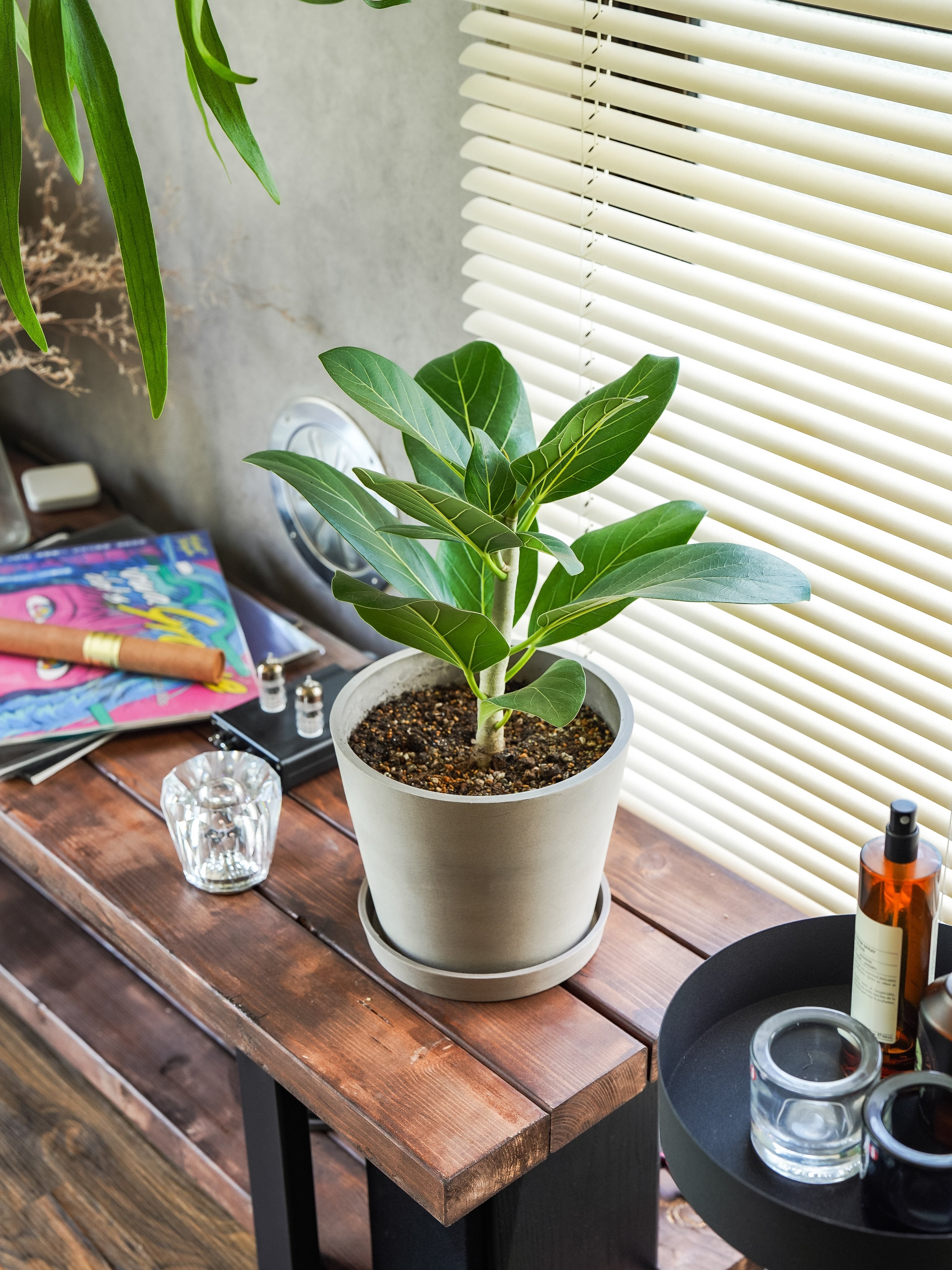 フィカス・ベンガレンシス S | 観葉植物の通販 AND PLANTS (アンド