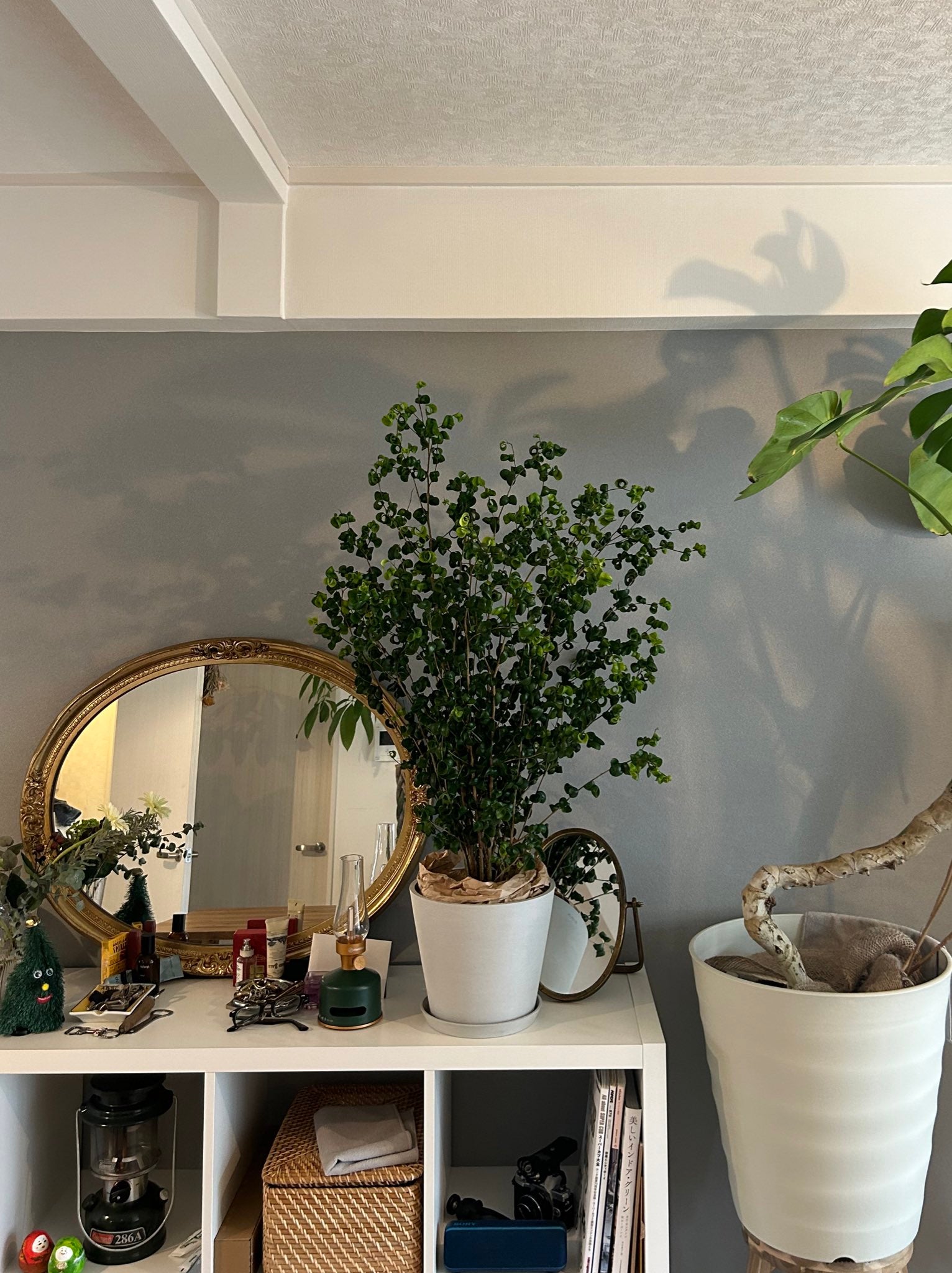 フィカス・ベンジャミン・バロック M | 観葉植物の通販 AND PLANTS