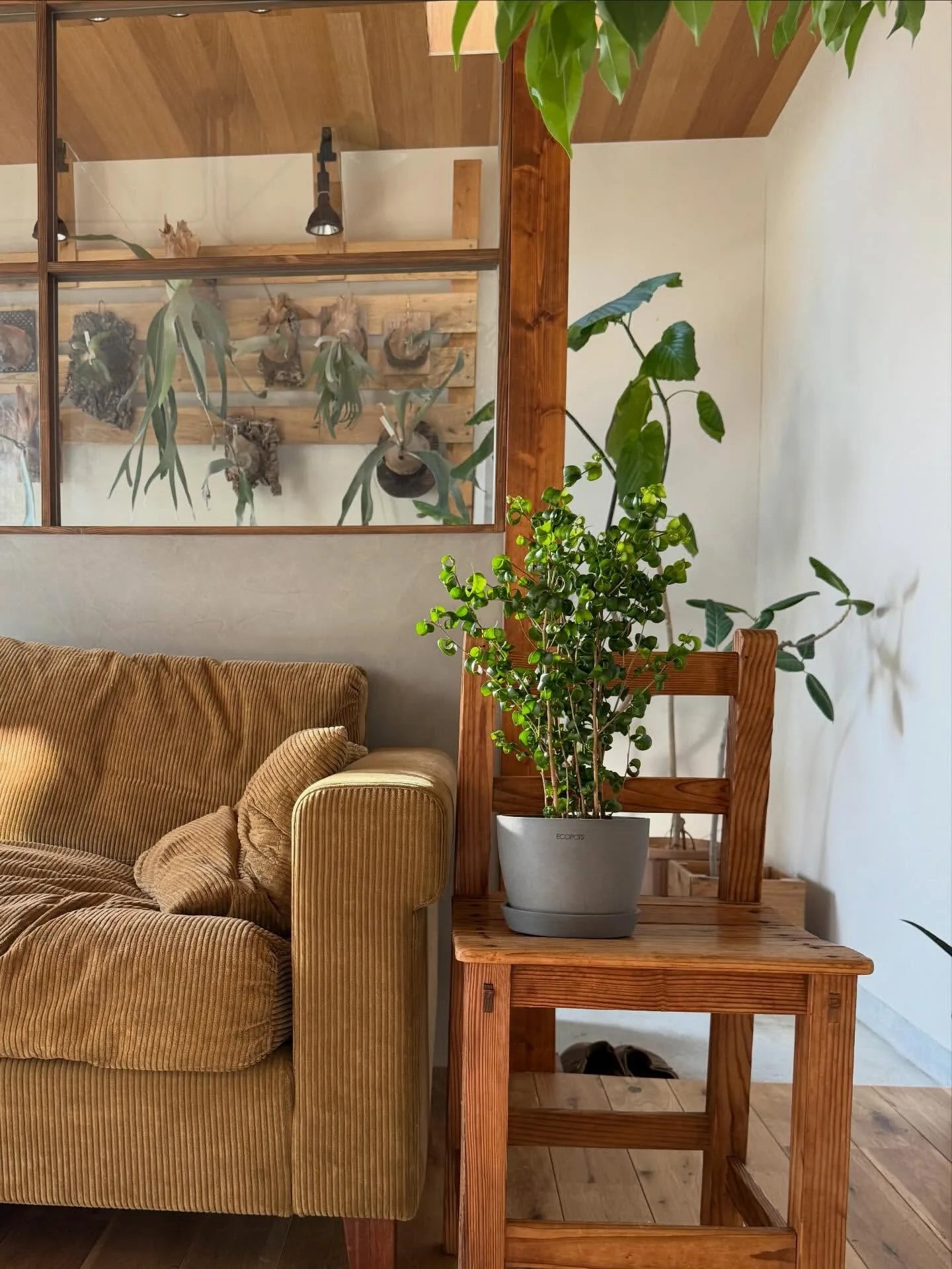 ベンジャミン バロック♪ 166cm リビングサイズ 大型♪ フィカス・ベンジャミン・バロック Table-L | 観葉植物の通販 AND