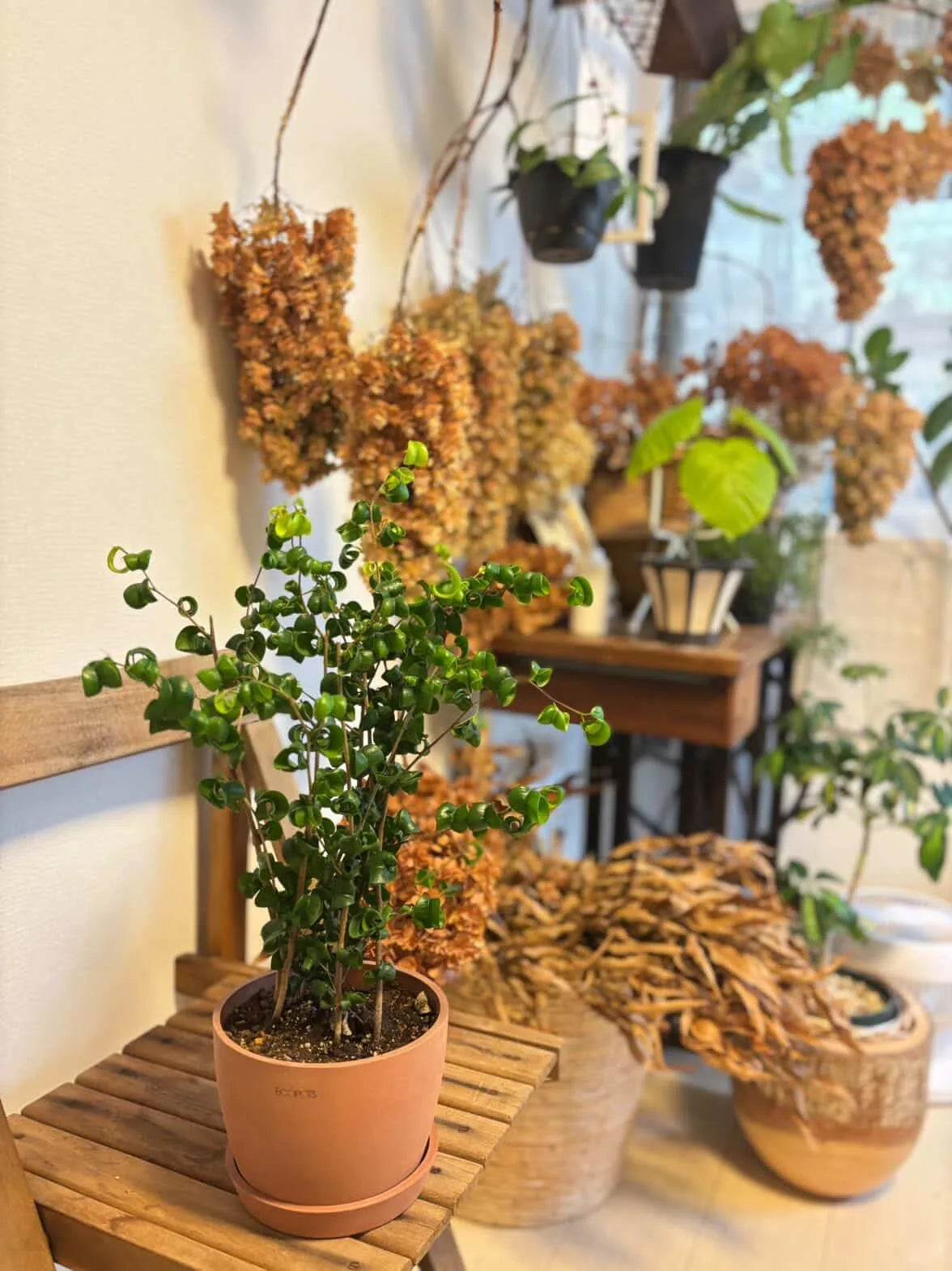 フィカス・ベンジャミン・バロック Table-L | 観葉植物の通販 AND