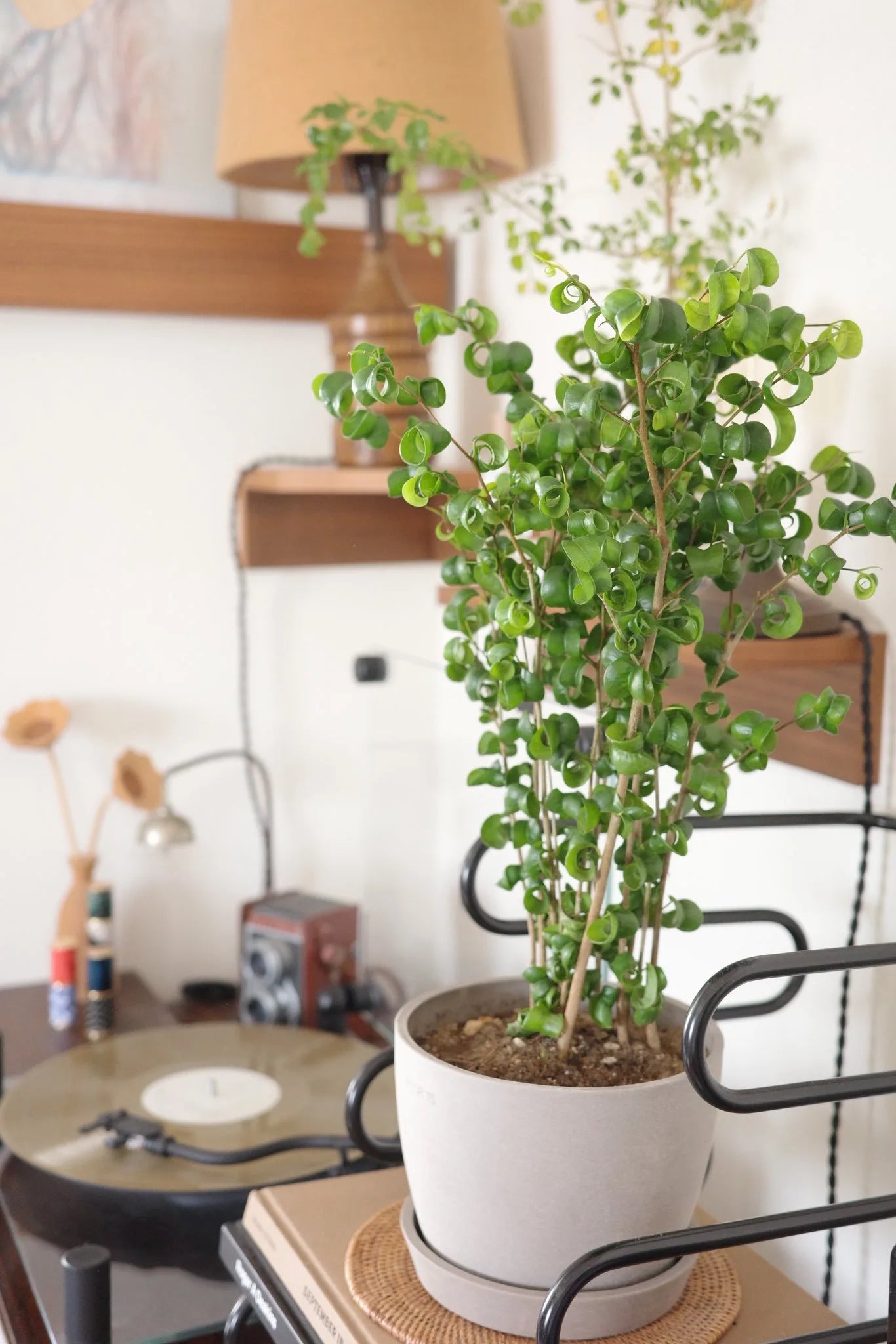 ル*ル様 ベンジャミン　バロック　大株　約９５センチ フィカス・ベンジャミン・バロック Table-L | 観葉植物の通販 AND