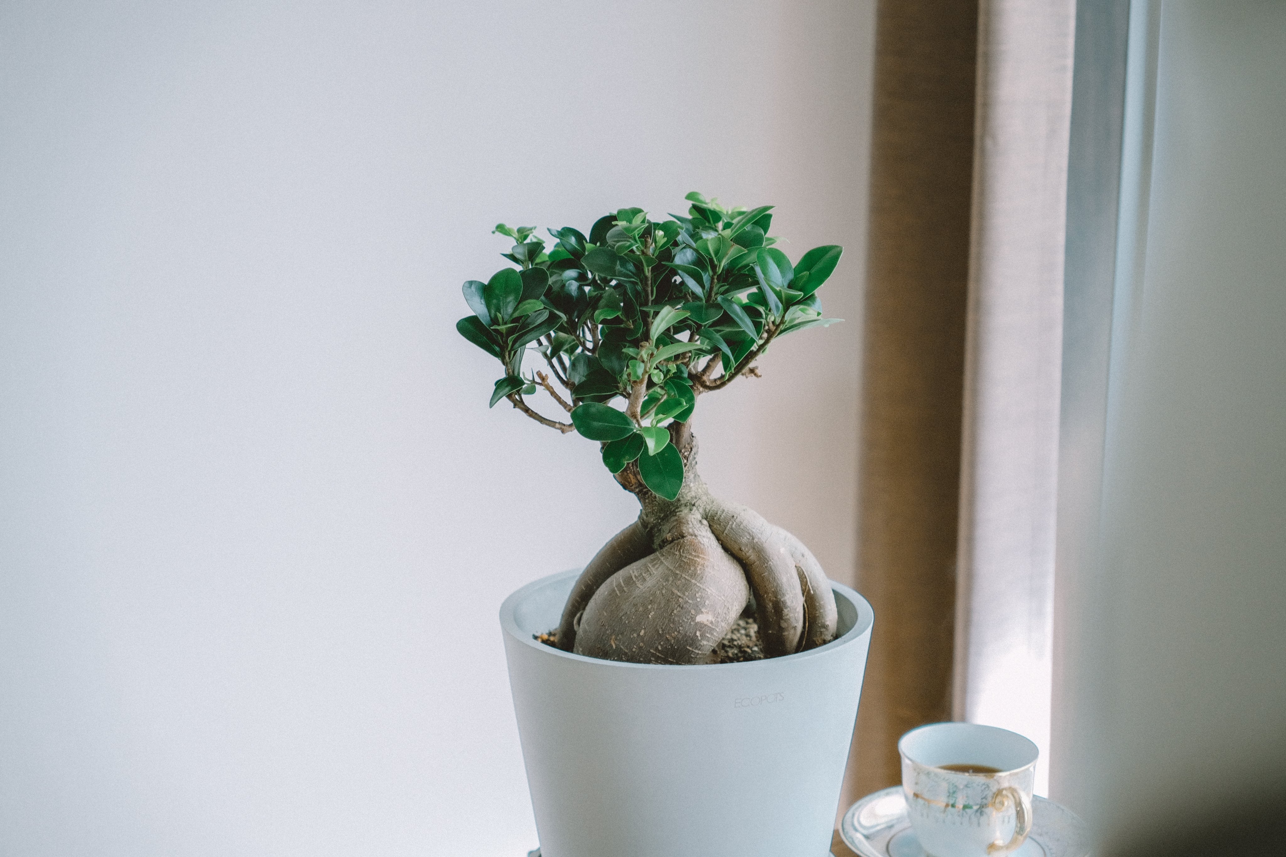 ガジュマル S | 観葉植物の通販 AND PLANTS (アンドプランツ)