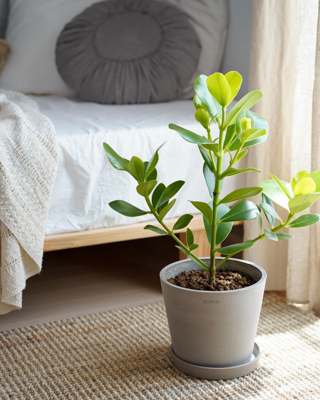 クルシア・ロゼア・プリンセス | 観葉植物の通販 AND PLANTS (アンド