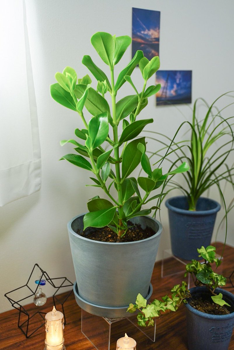 【7株】ルイーズ　観葉植物 61+77WHGTHL._AC_UF350,