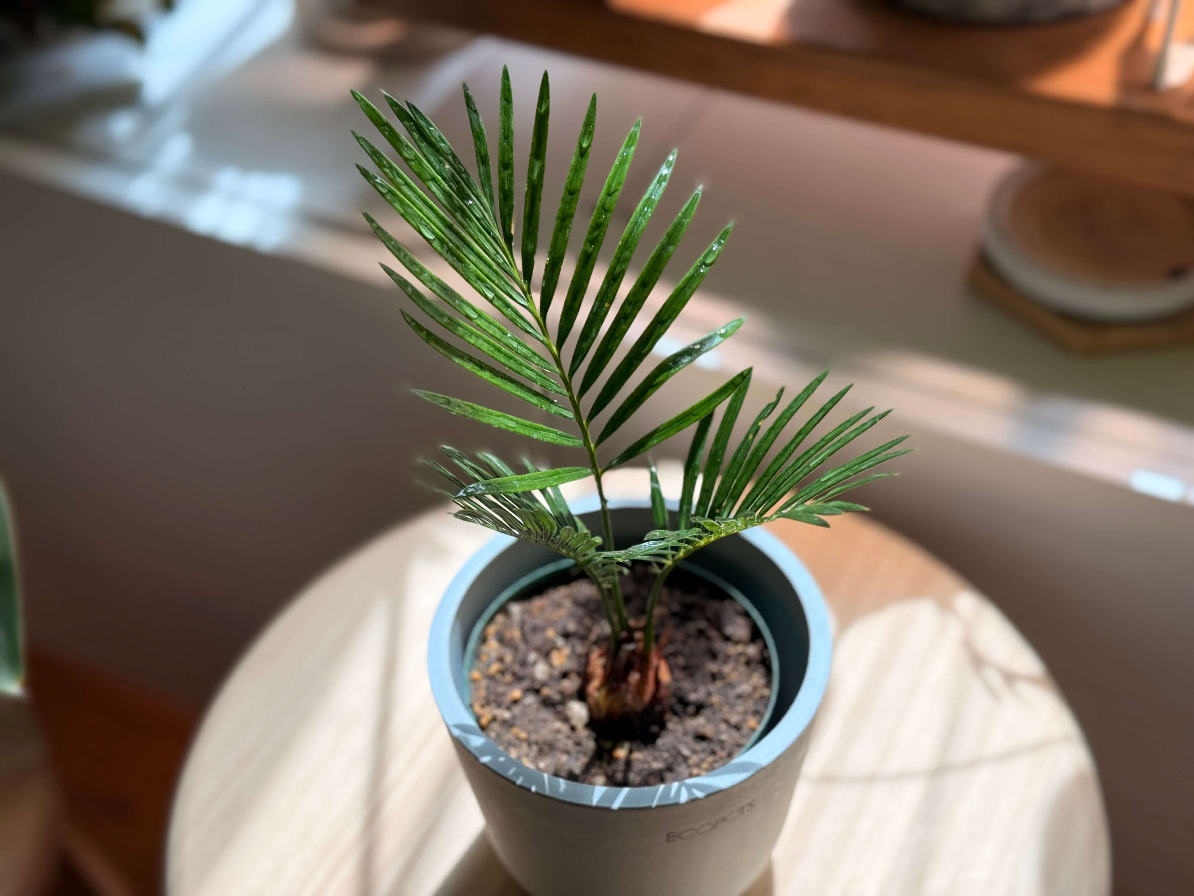 ソテツ Table-S | 観葉植物の通販 AND PLANTS (アンドプランツ)