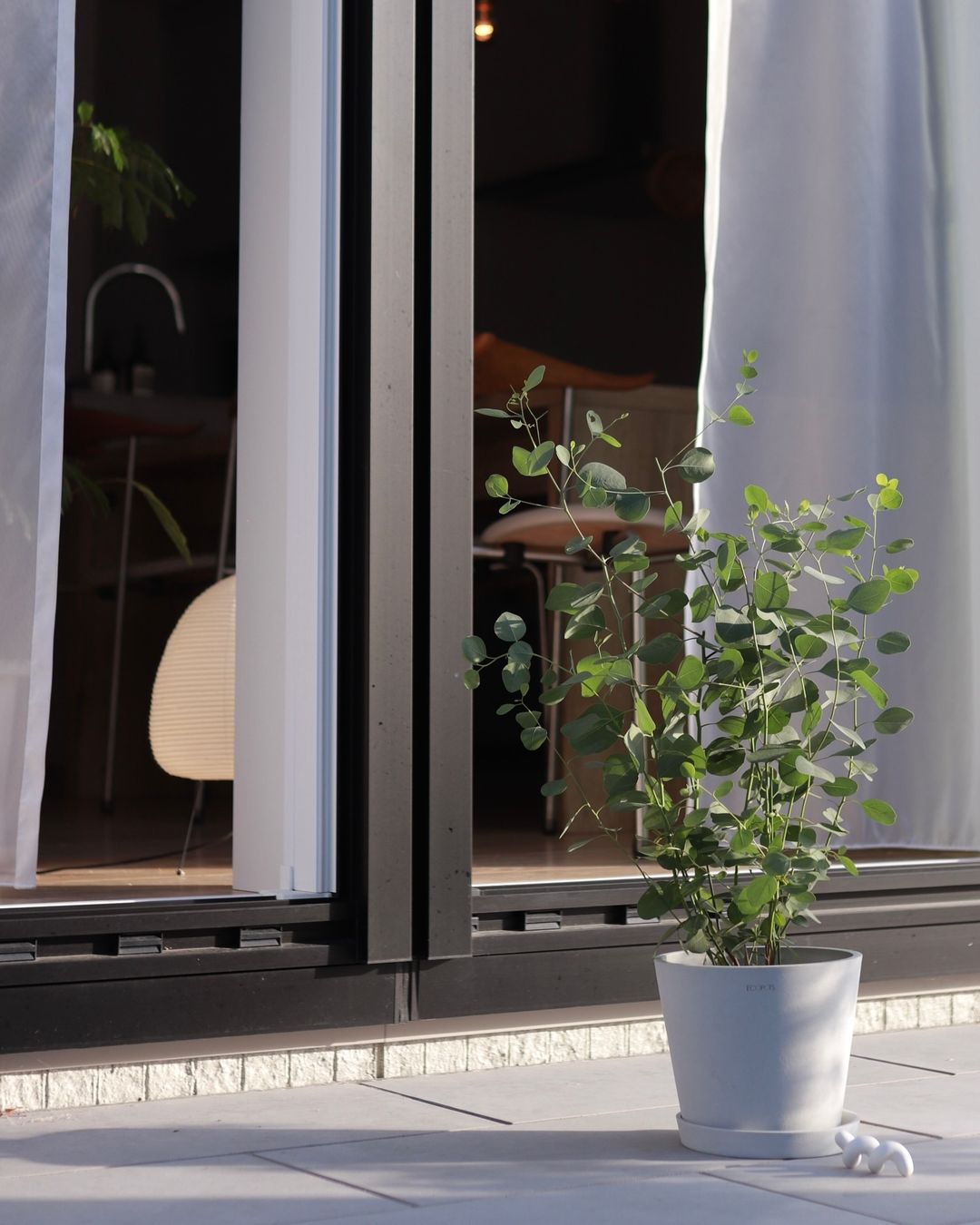 ユーカリ・ポポラス S | 観葉植物の通販 AND PLANTS (アンドプランツ)