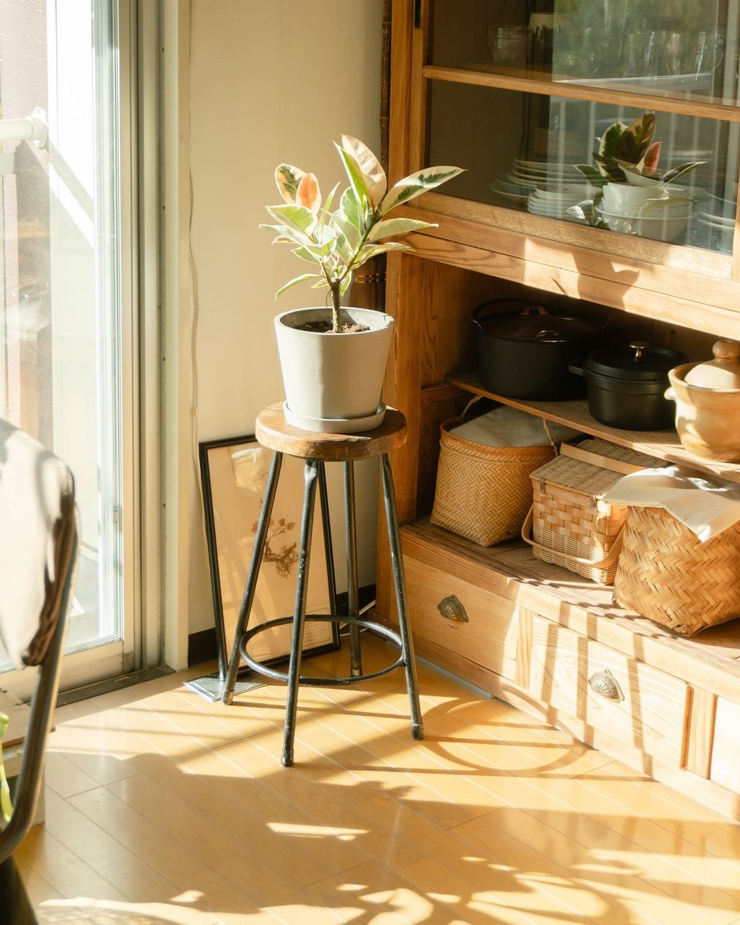 フィカス・ティネケ | 観葉植物の通販 AND PLANTS (アンドプランツ)