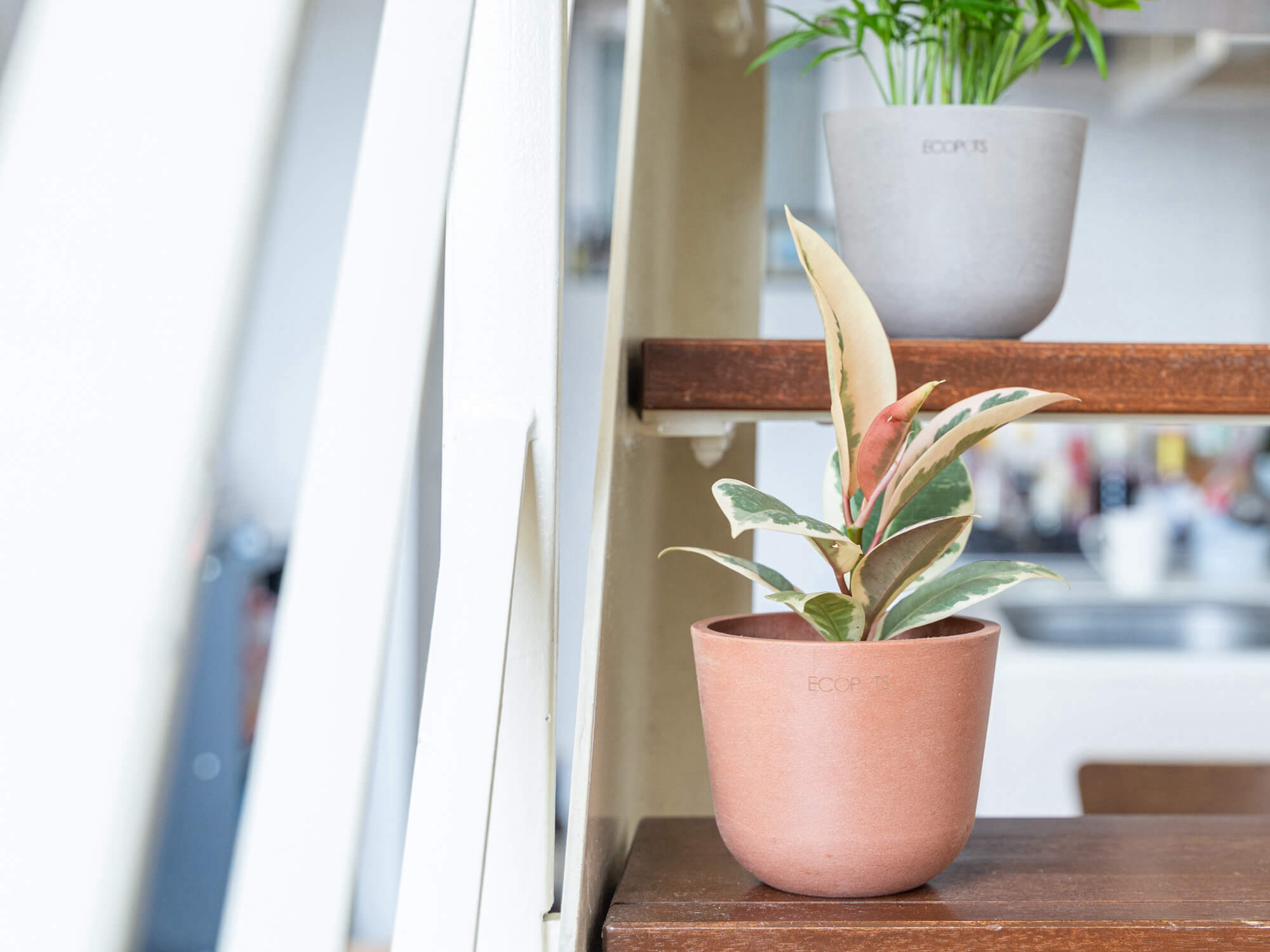 フィカス・ティネケ | 観葉植物の通販 AND PLANTS (アンドプランツ)