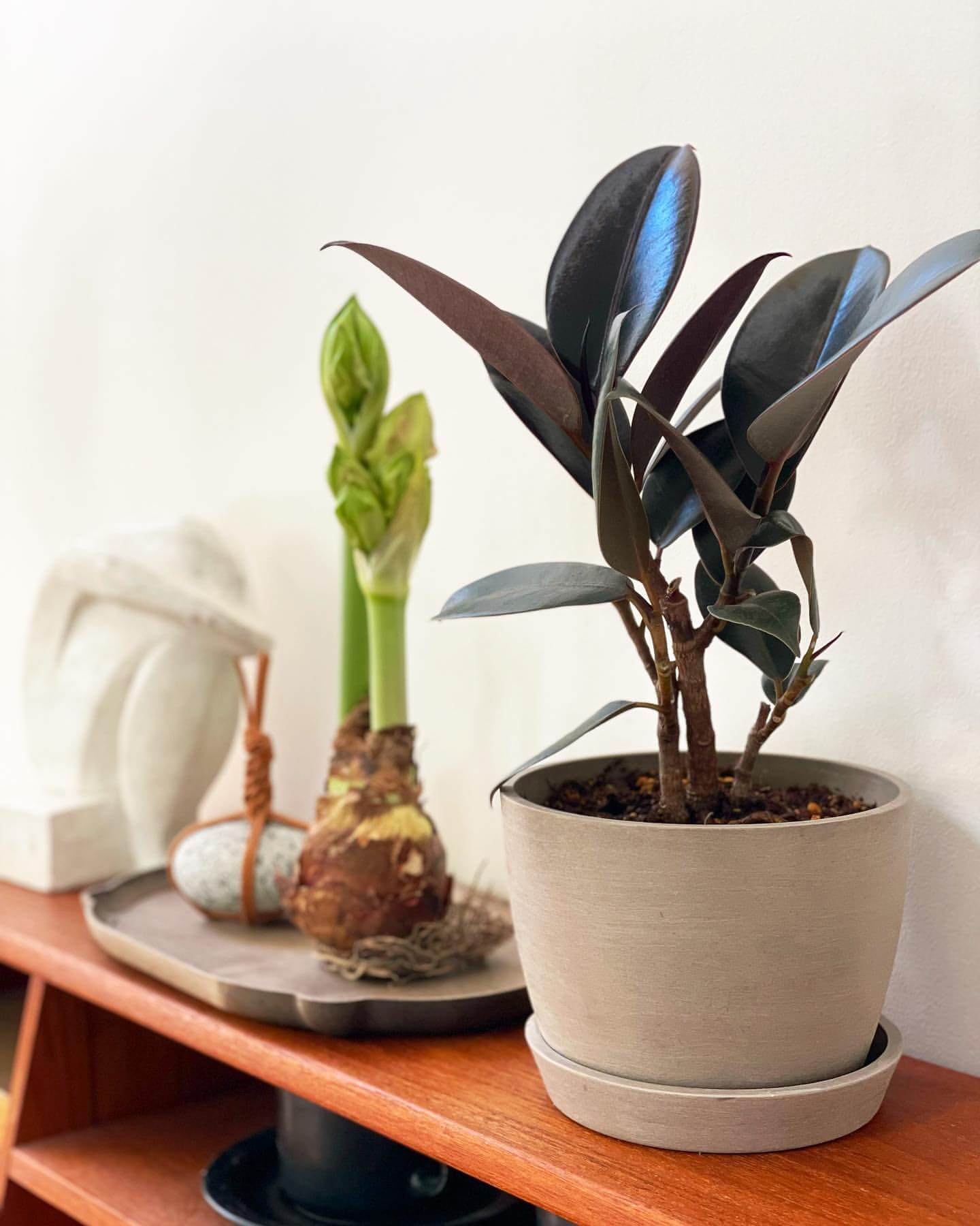 フィカス・バーガンディ | 観葉植物の通販 AND PLANTS (アンドプランツ)