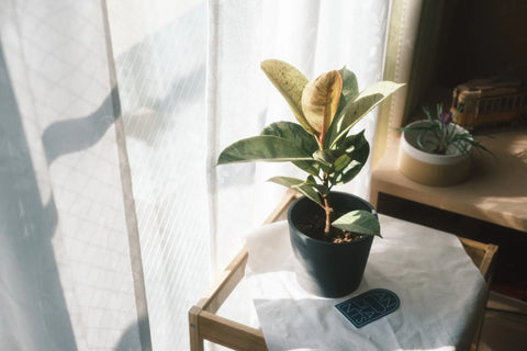 フィカス・ジン Table-M | 観葉植物の通販 AND PLANTS (アンドプランツ)
