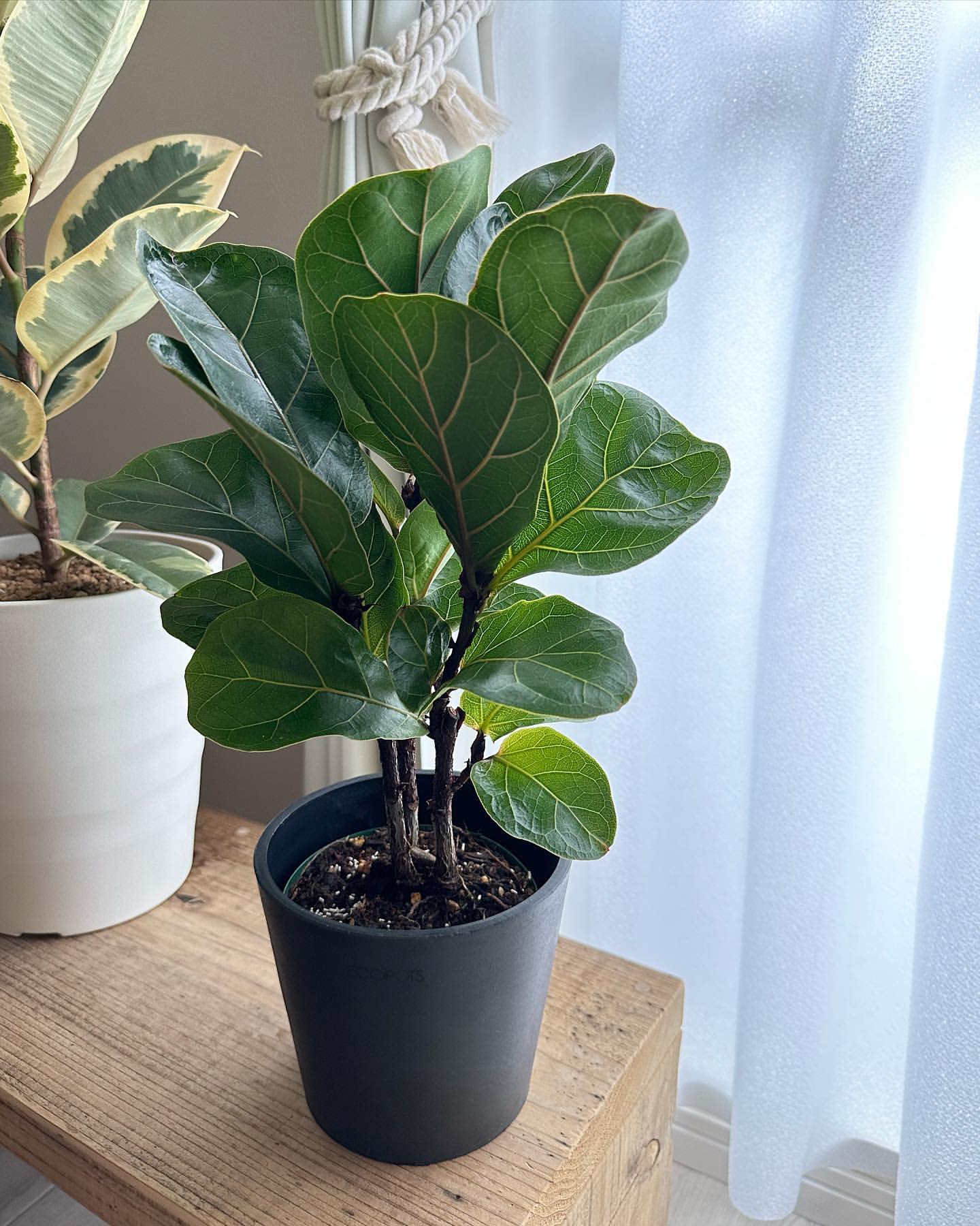 フィカス・リラータ・バンビーノ | 観葉植物の通販 AND PLANTS (アンド