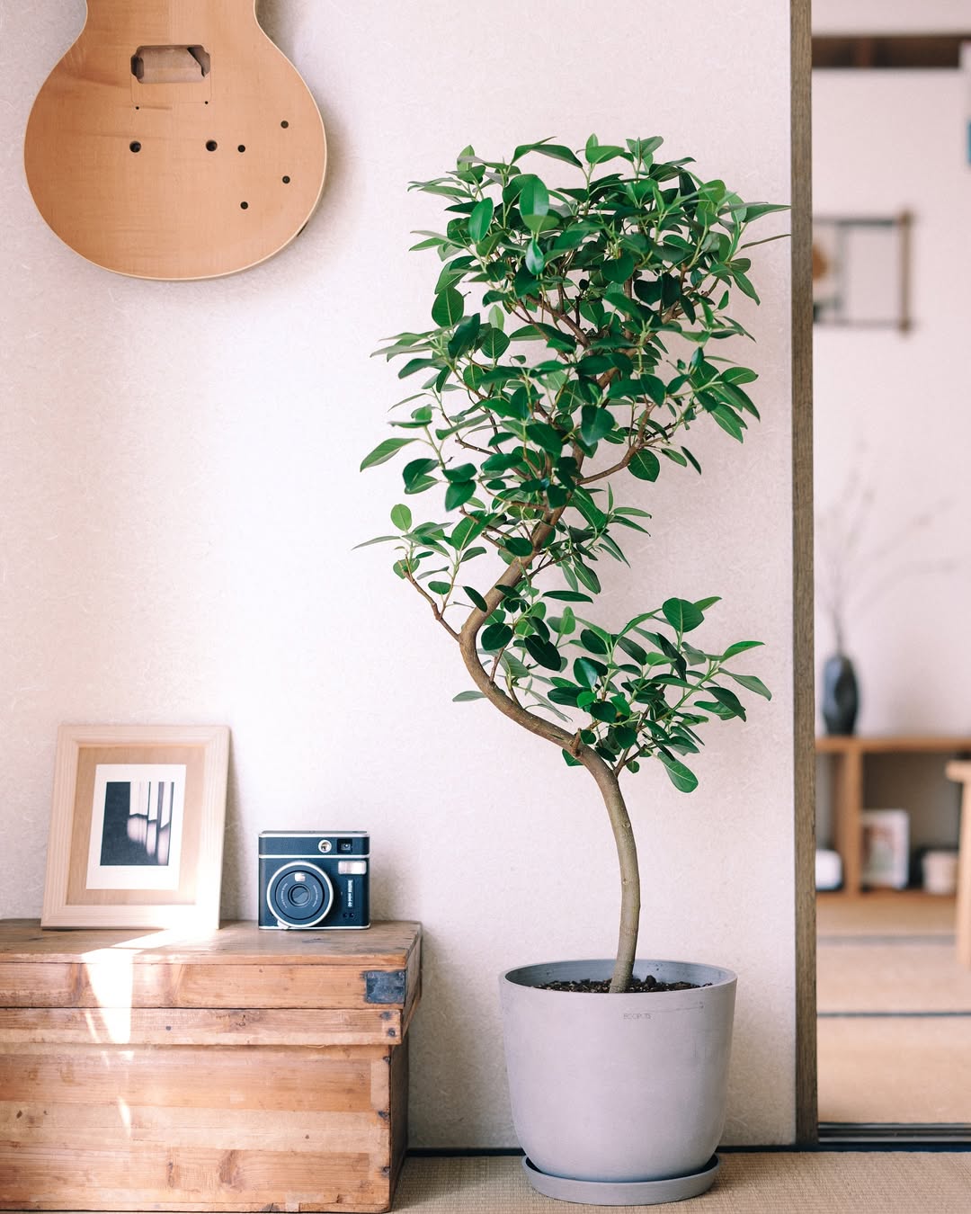 フランスゴムの木 まがり M | 観葉植物の通販 AND PLANTS (アンドプランツ)