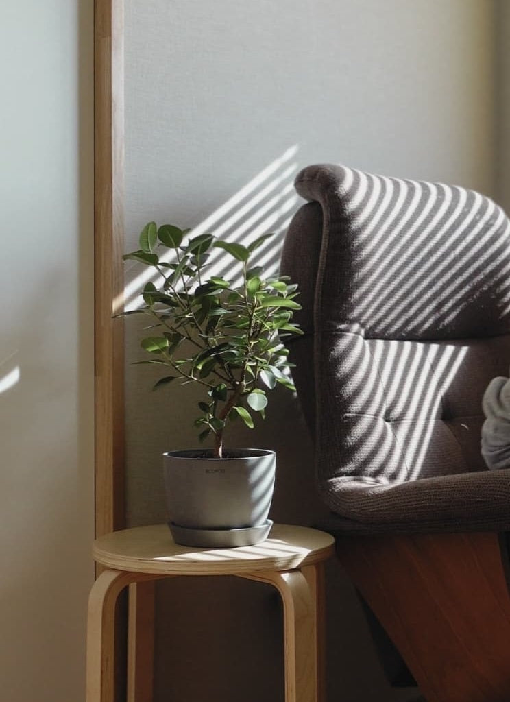 フランスゴムの木 まがり Table-L | 観葉植物の通販 AND PLANTS