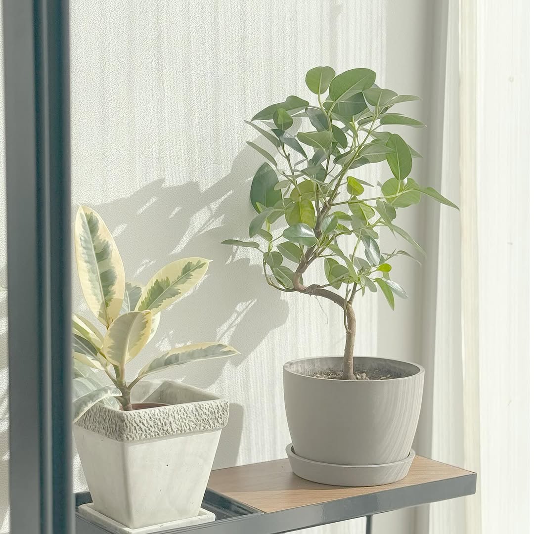 フランスゴムの木 まがり Table-L | 観葉植物の通販 AND PLANTS