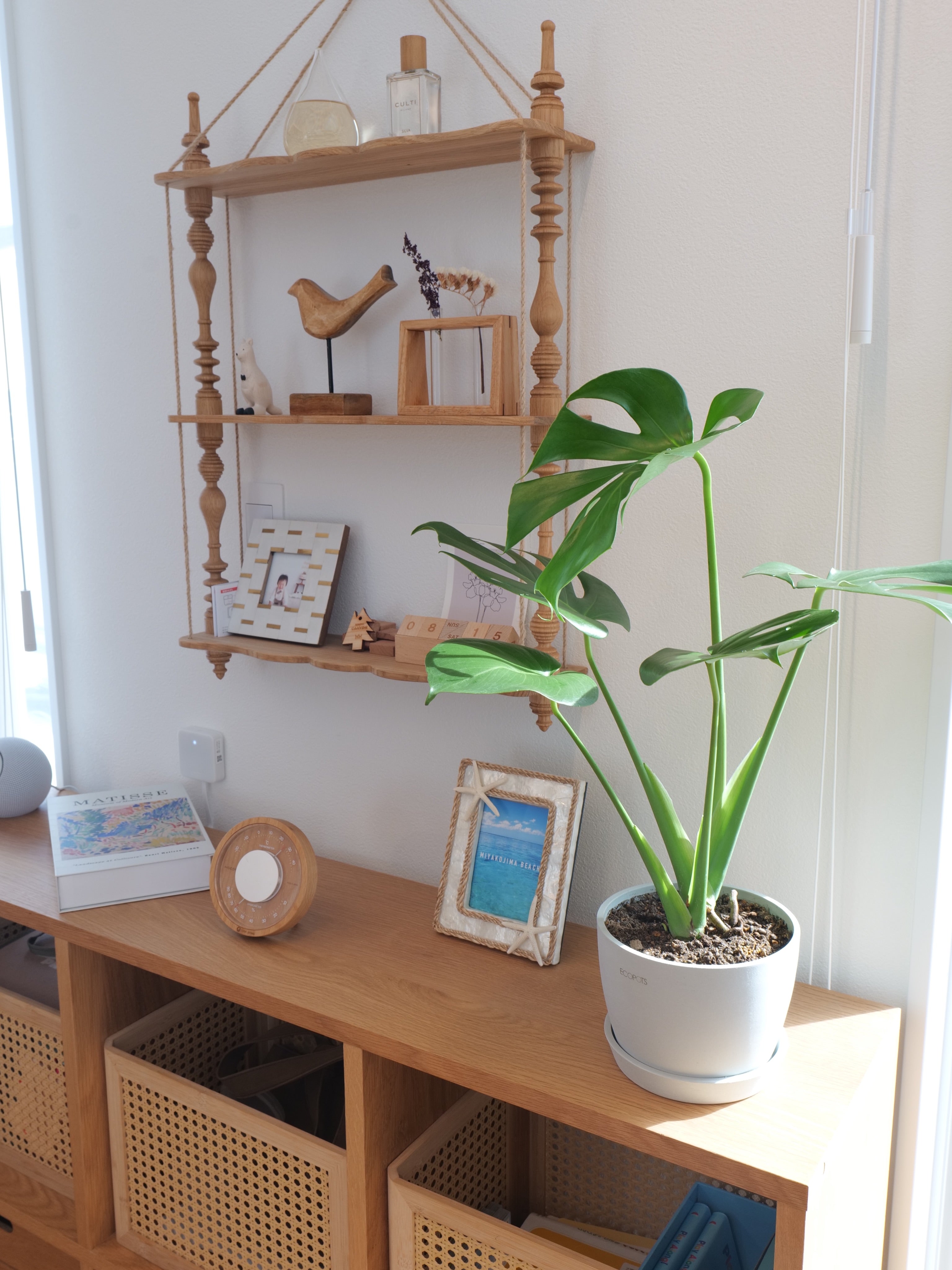 モンステラ・デリシオーサ Table-L | 観葉植物の通販 AND PLANTS