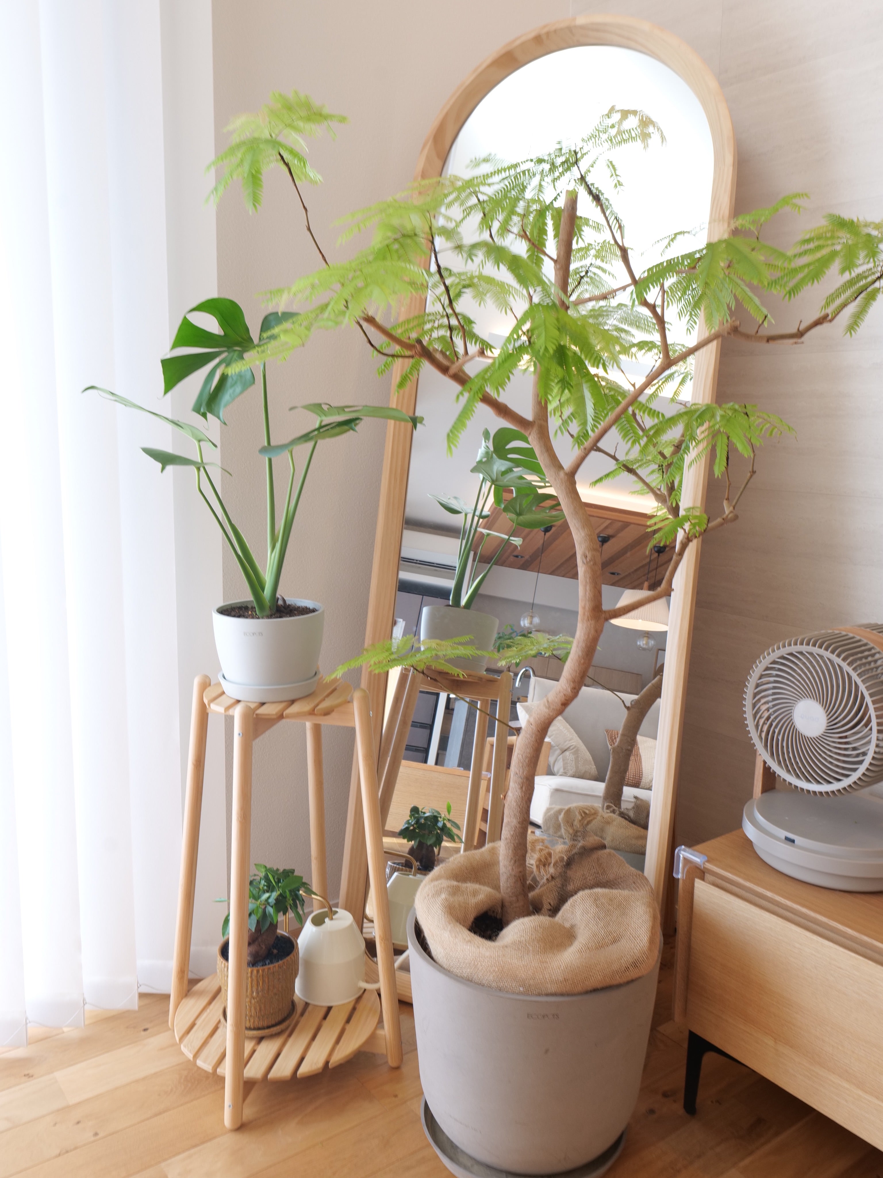 モンステラ・デリシオーサ Table-L | 観葉植物の通販 AND PLANTS