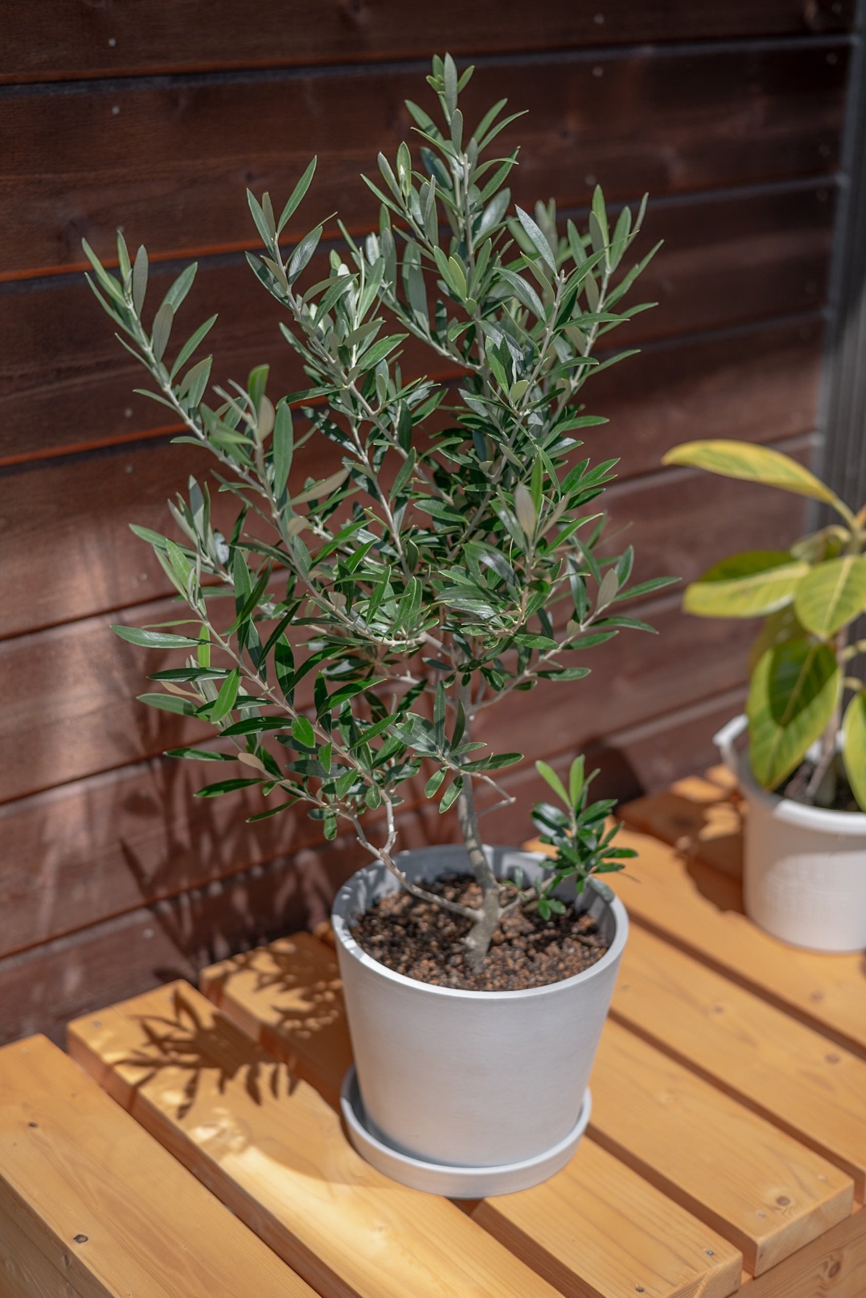 開花中✨ オリーブ チプレッシーノ Lサイズ 観葉植物 calm cafe 開花中✨ オリーブ チプレッシーノ Lサイズ 観葉植物 calm cafe 開花中