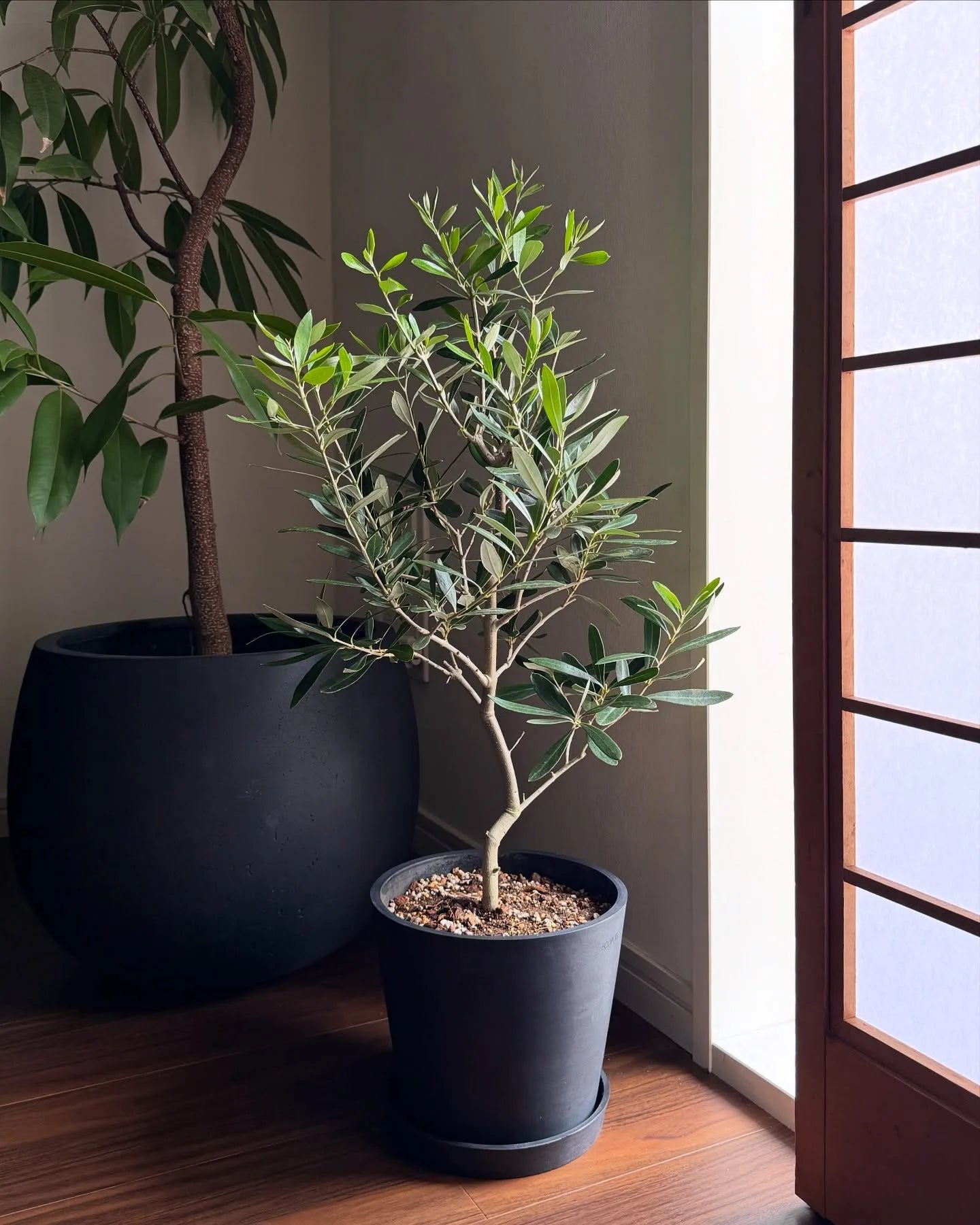 オリーブ・チプレッシーノ S | 観葉植物の通販 AND PLANTS (アンド