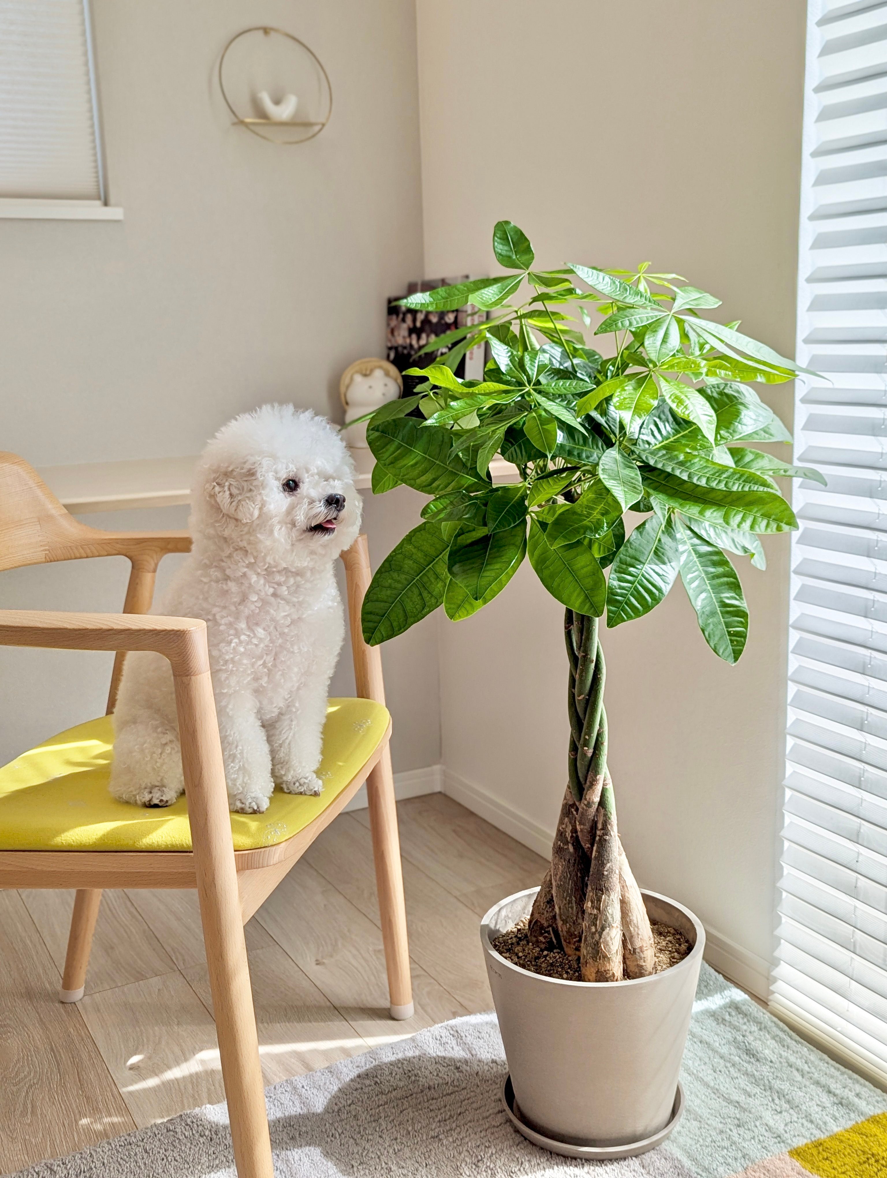 パキラ ねじり M | 観葉植物の通販 AND PLANTS (アンドプランツ)