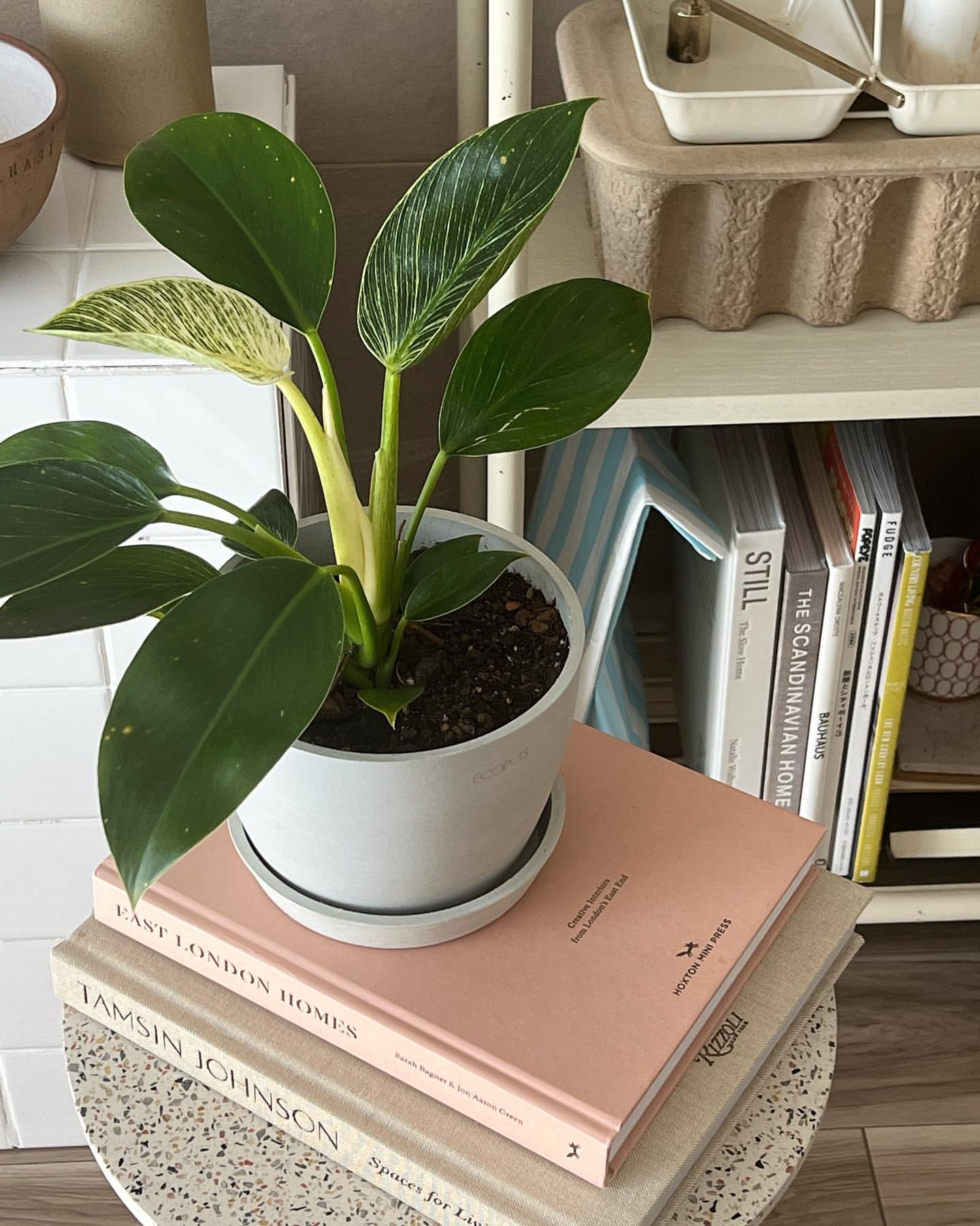 フィロデンドロン | 観葉植物の通販 AND PLANTS (アンドプランツ)