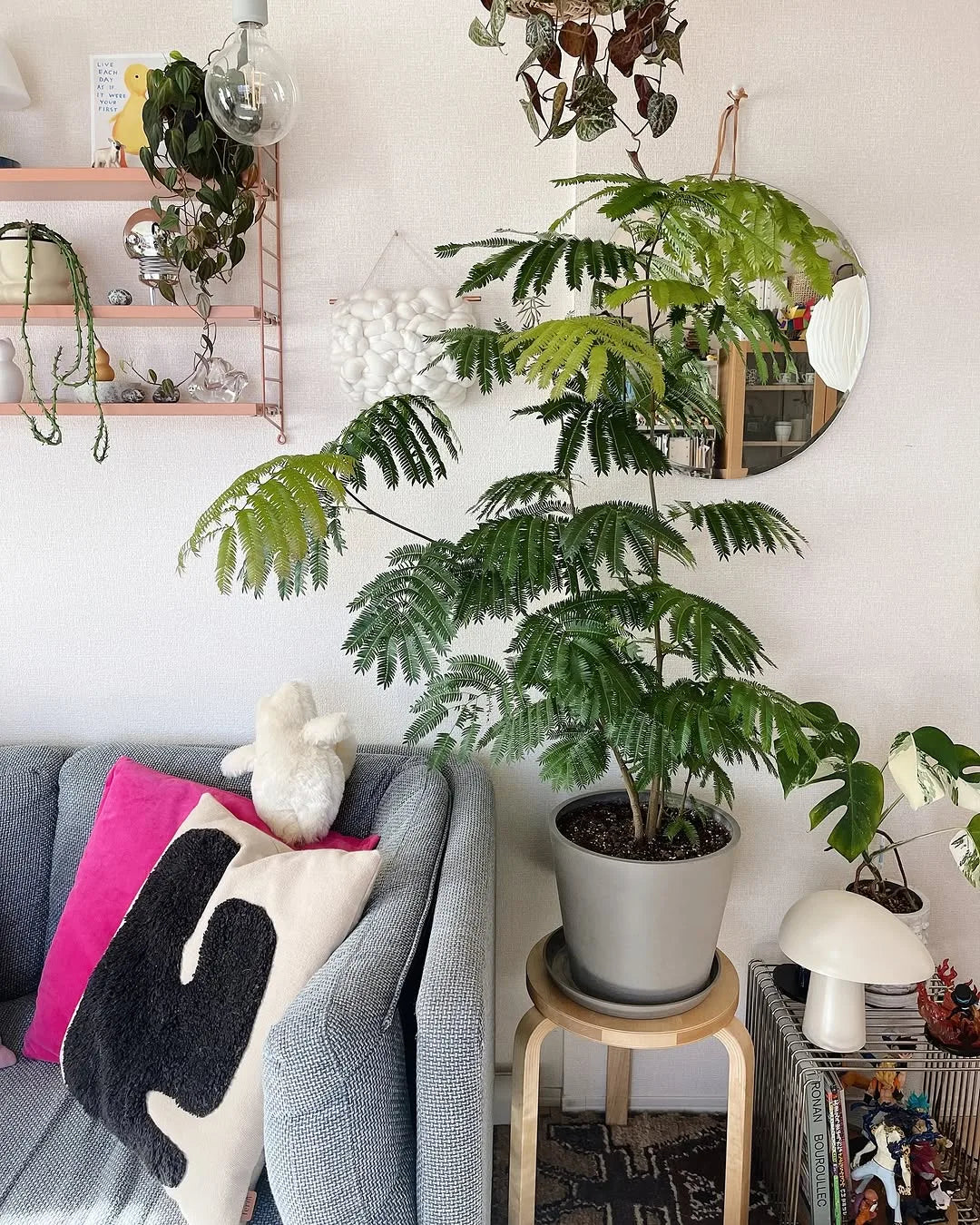 エバーフレッシュ L | 観葉植物の通販 AND PLANTS (アンドプランツ)