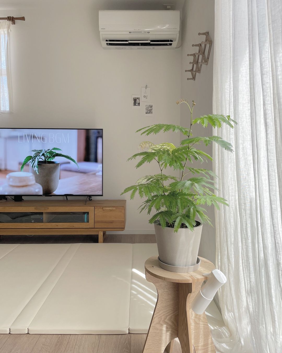 エバーフレッシュ S | 観葉植物の通販 AND PLANTS (アンドプランツ)