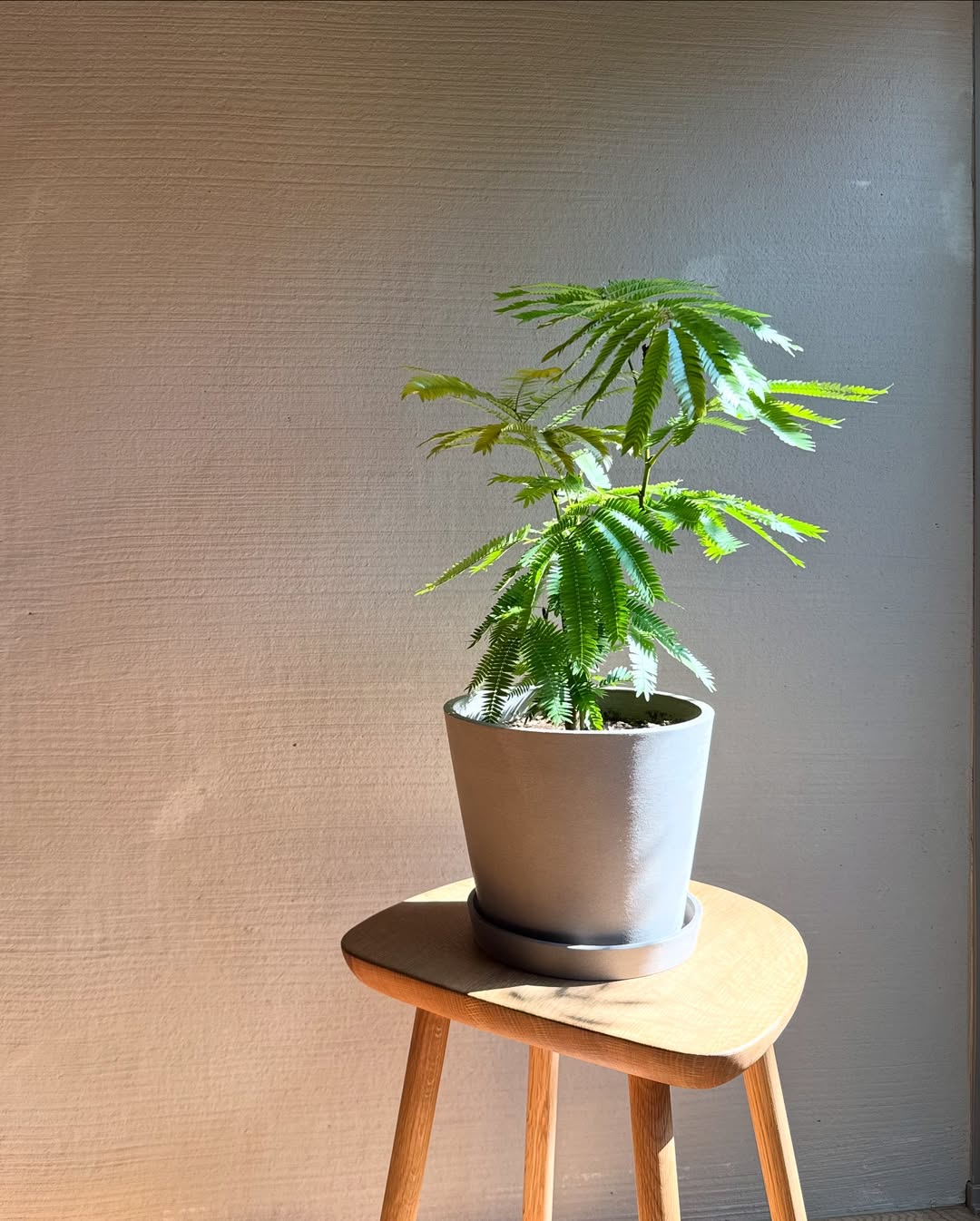 エバーフレッシュ S-02 エバーフレッシュ S | 観葉植物の通販 AND PLANTS (アンドプランツ)