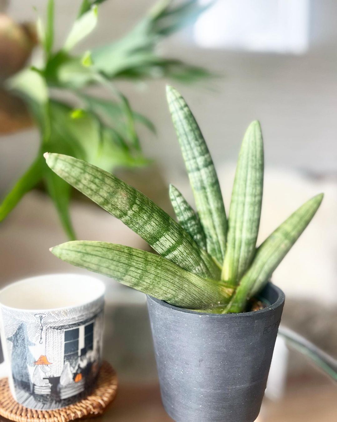 サンスベリア（サンセベリア） | 観葉植物の通販 AND PLANTS (アンド
