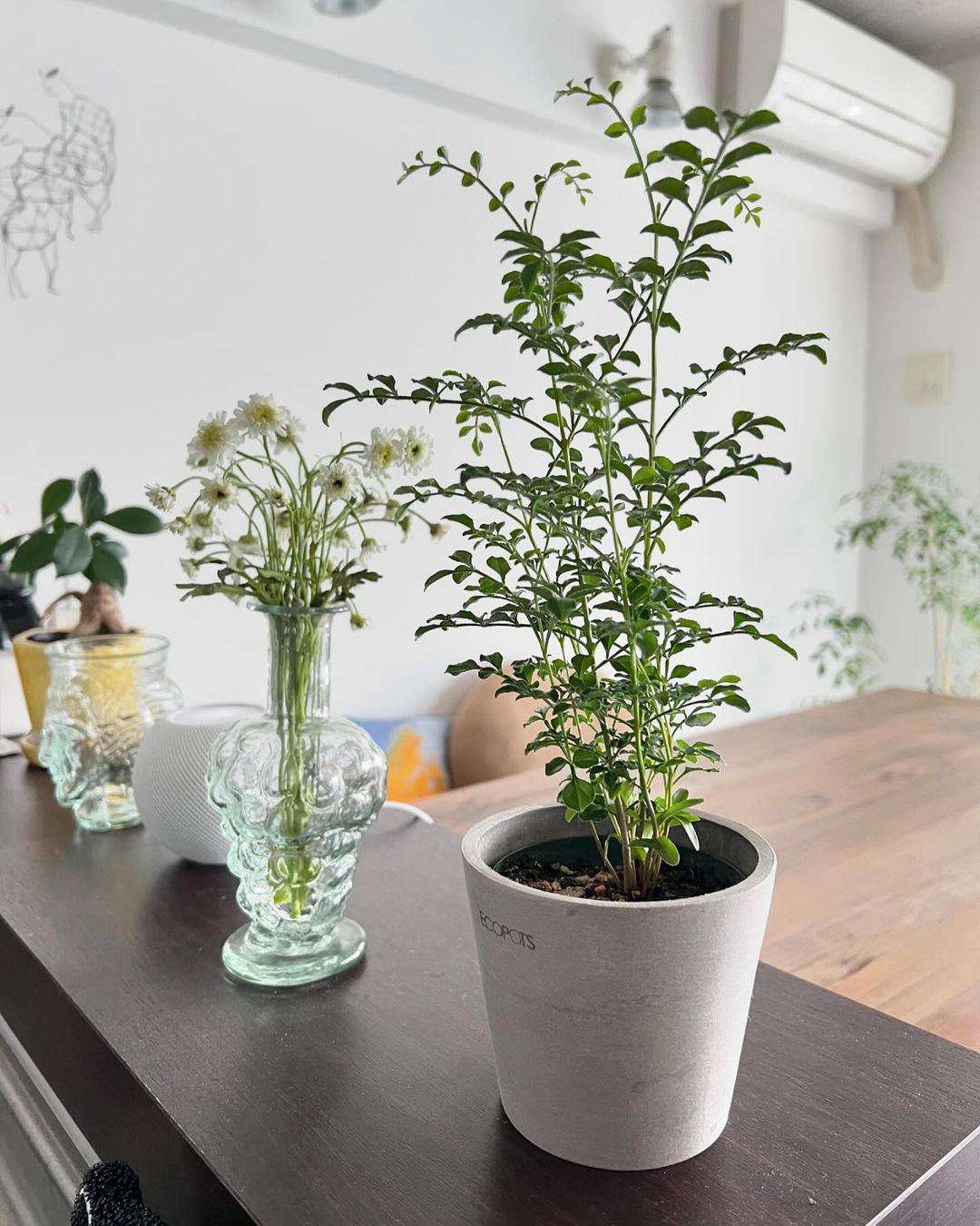 シマトネリコ | 観葉植物の通販 AND PLANTS (アンドプランツ)
