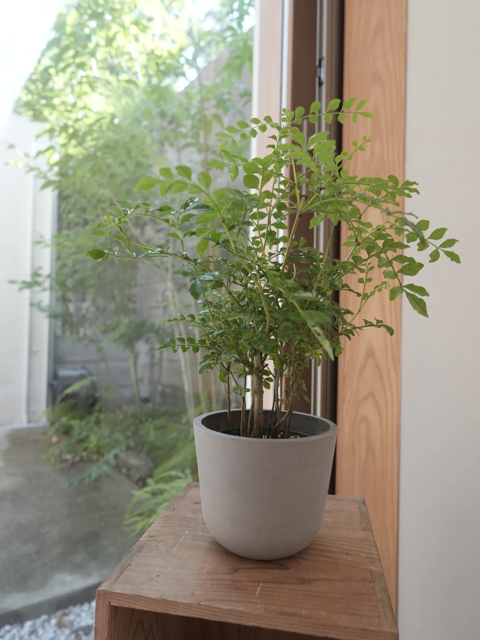 シマトネリコ Table-S | 観葉植物の通販 AND PLANTS (アンドプランツ)