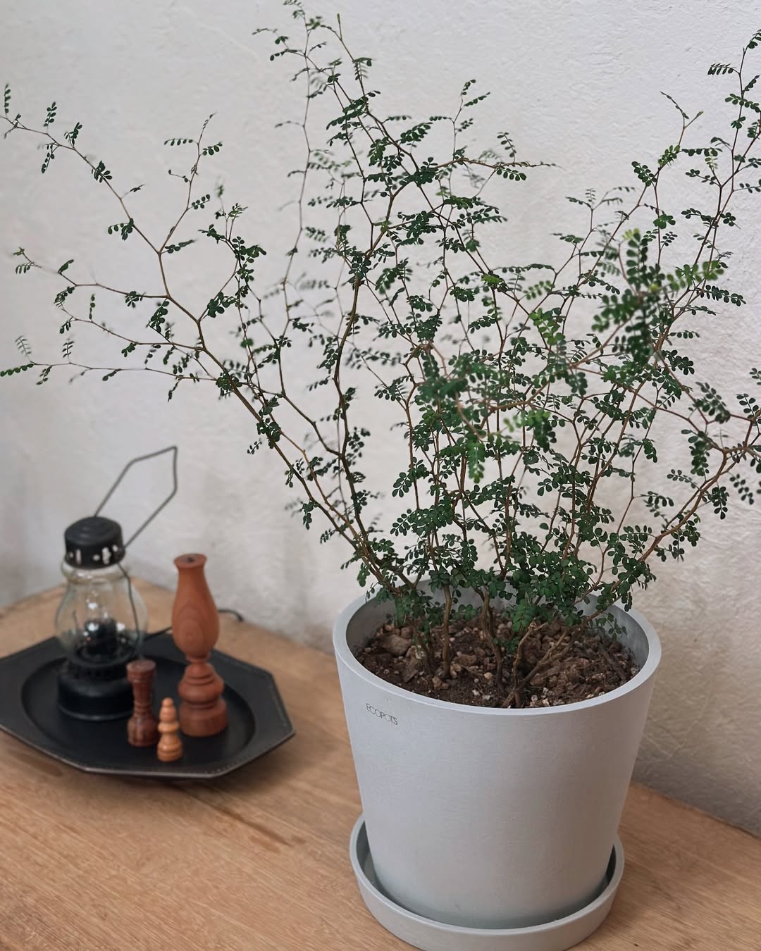 ソフォラ・ミクロフィラ S | 観葉植物の通販 AND PLANTS (アンドプランツ)