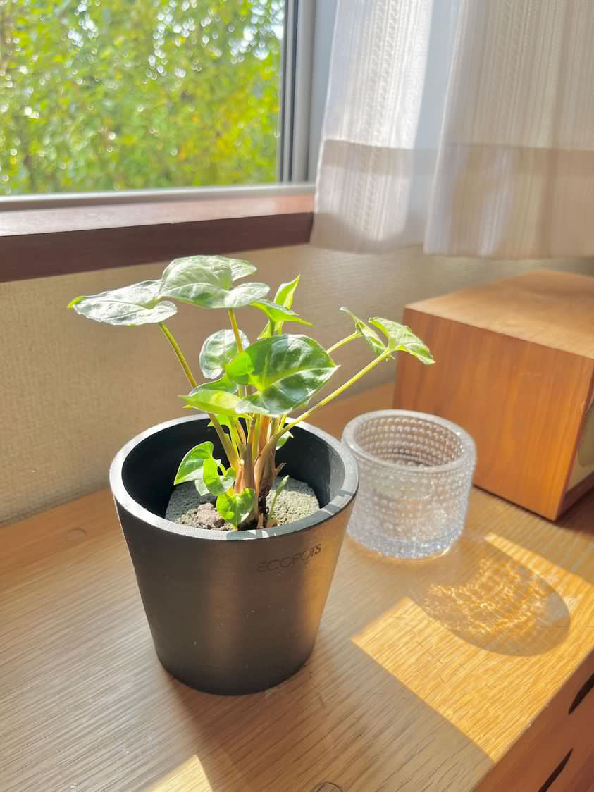 シンゴニウム・ピクシー | 観葉植物の通販 AND PLANTS (アンドプランツ)