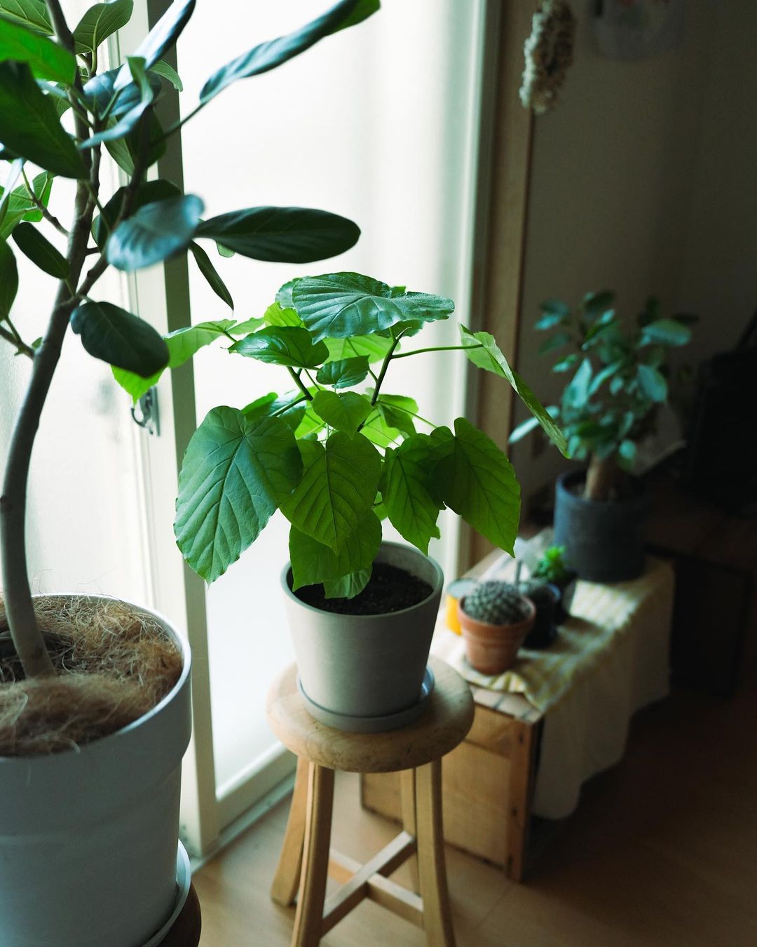 フィカス・ウンベラータ S | 観葉植物の通販 AND PLANTS (アンドプランツ)