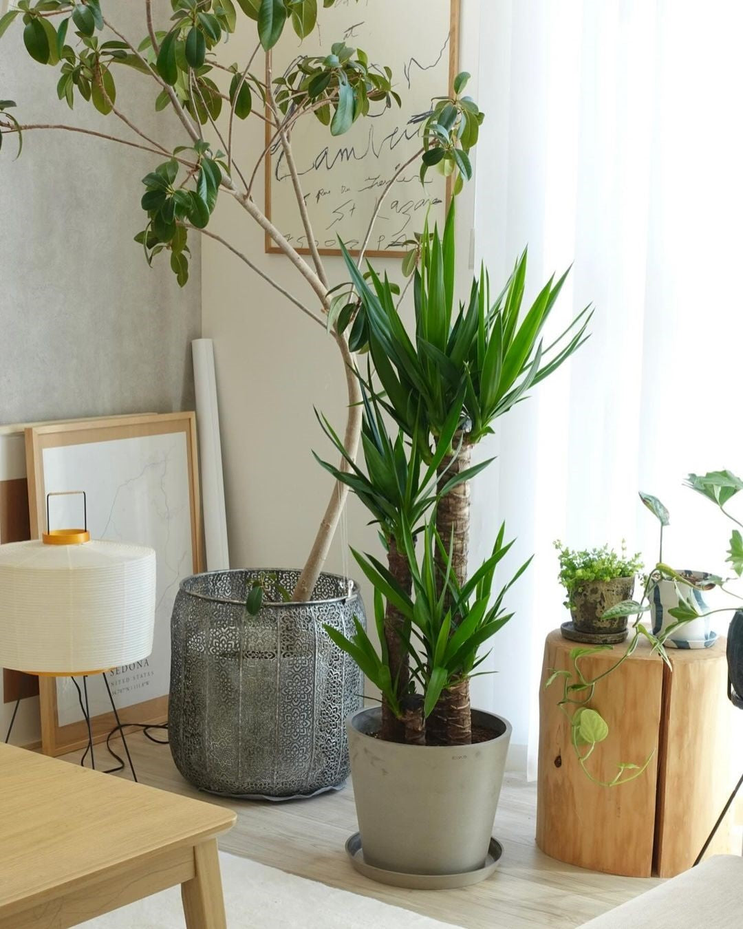 ユッカ・エレファンティペス L | 観葉植物の通販 AND PLANTS (アンド