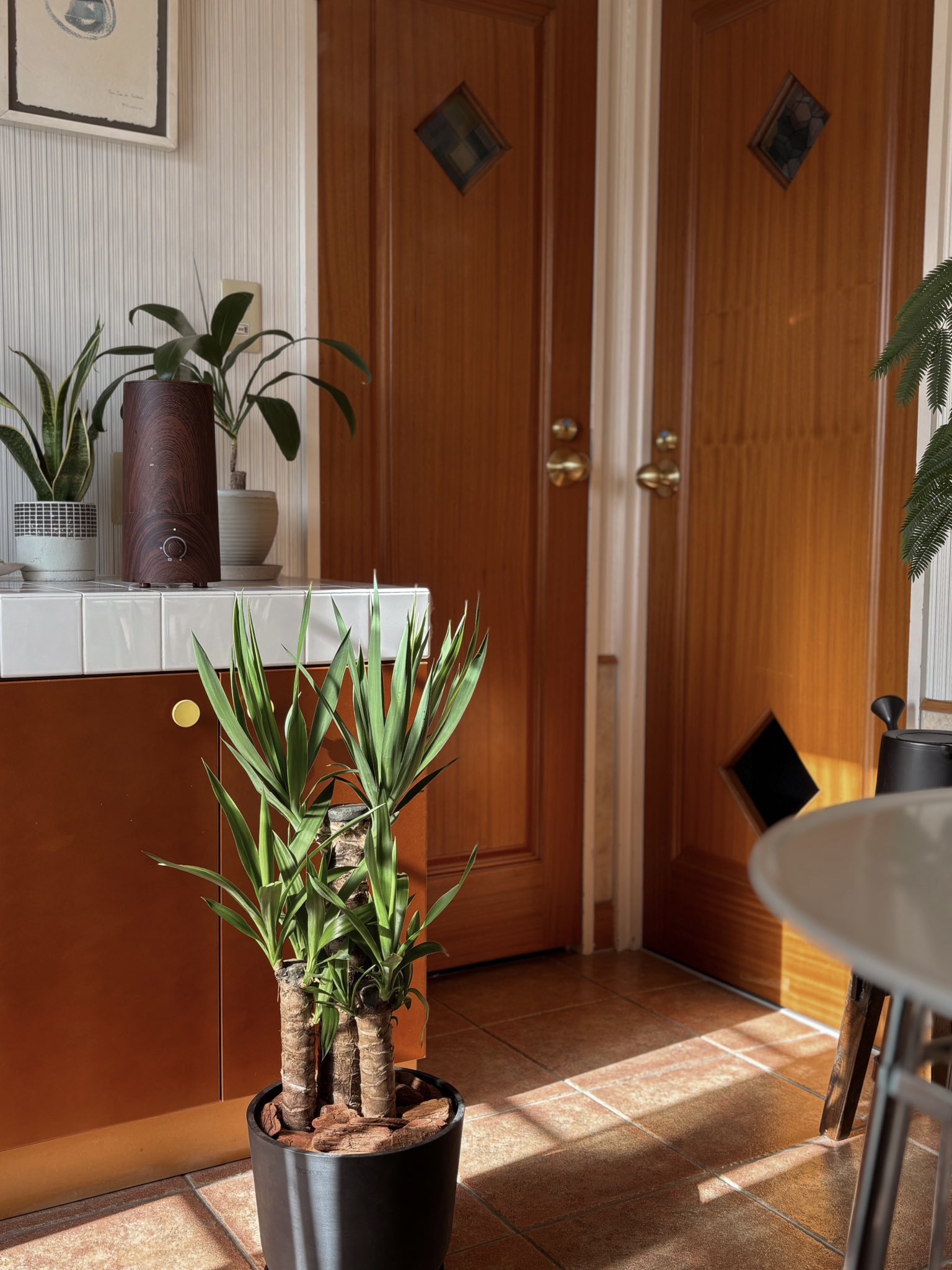 ユッカ・エレファンティペス M | 観葉植物の通販 AND PLANTS (アンド