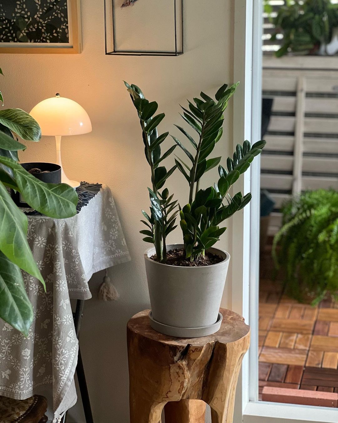 ザミオクルカス | 観葉植物の通販 AND PLANTS (アンドプランツ)