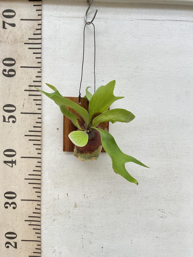 ビカクシダ・ネザーランド 壁掛け