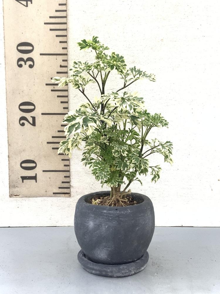 【一点もの】ポリシャス 斑入り Table-S #15